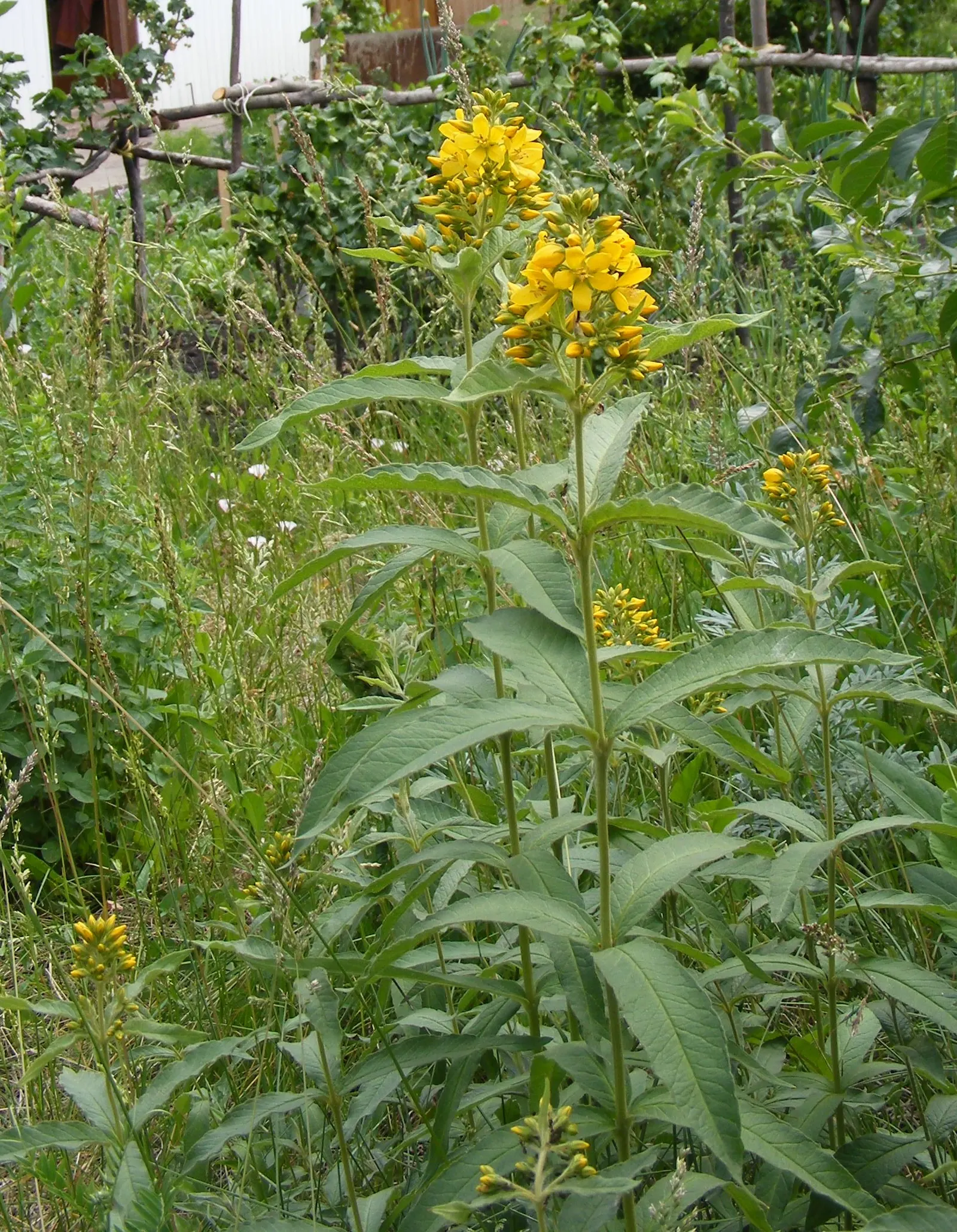 Yellow Loosestrife (Lysimachia Punctata) — Yellow Loosestrife produces an abundant display of star-shaped