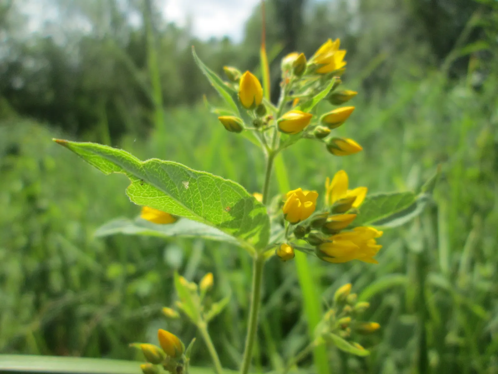 Yellow Loosestrife (Lysimachia Punctata) — This plant typically reaches heights of 24 to 36 inches with a spread of 18 to 24 inches; yellow, image 154