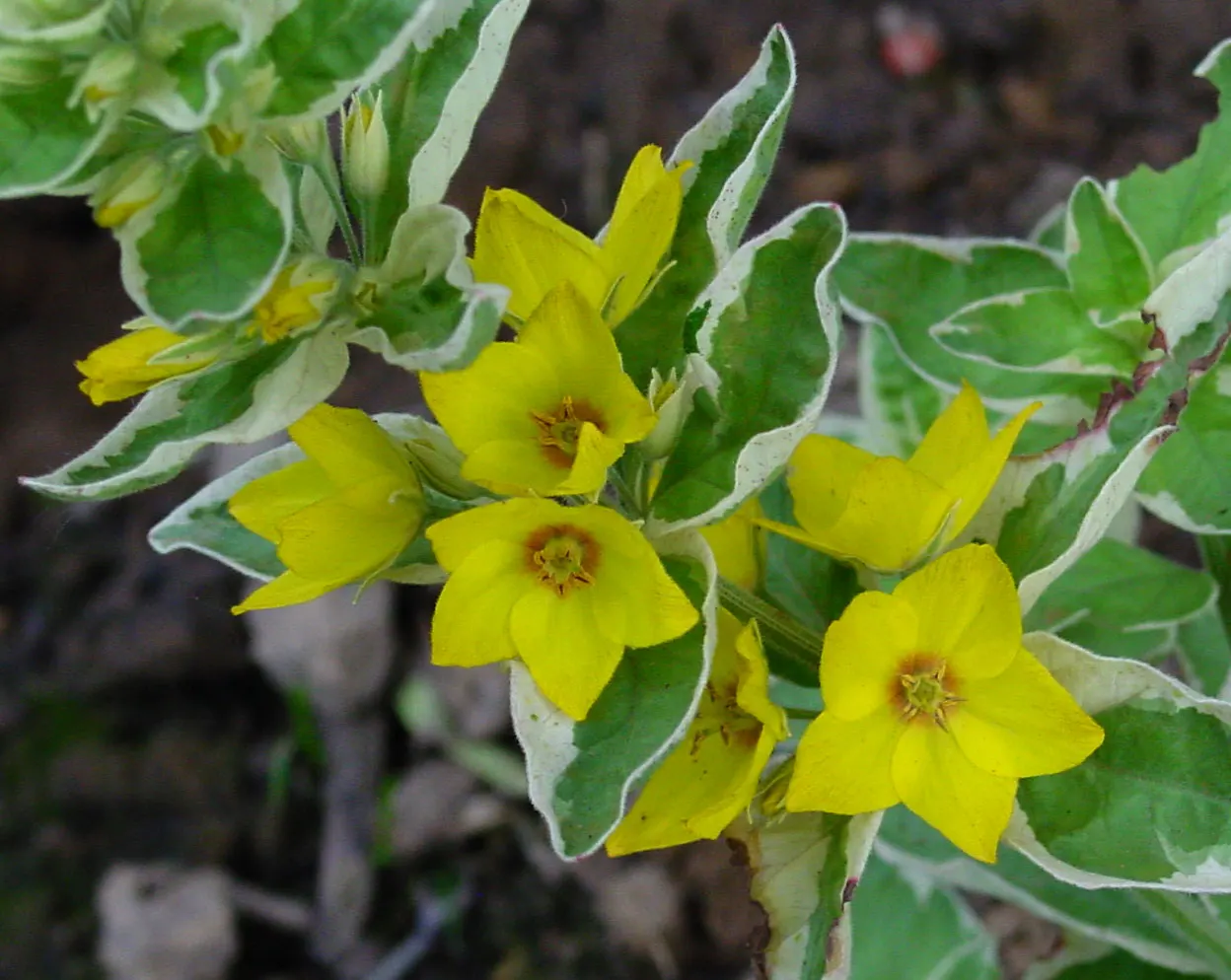 Yellow Loosestrife (Lysimachia Punctata) — sometimes aggressively spreading via rhizomes; thriving in USDA zones 4-8, it reaches 24-36 inches in, image 114