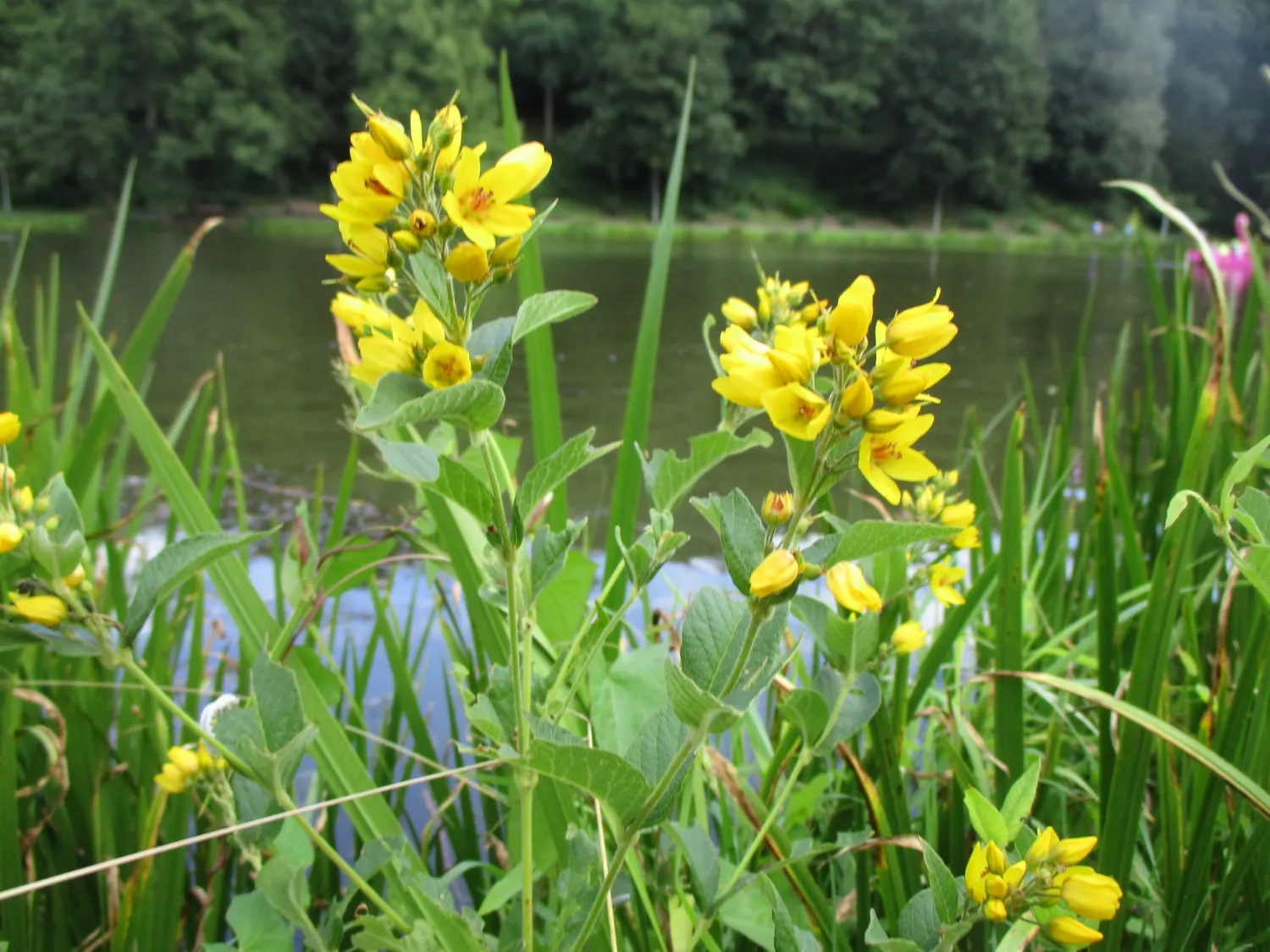 Yellow Loosestrife (Lysimachia Punctata) — perennial for full or half or shade; due to its easy-going nature, it is an excellent choice for, image 120