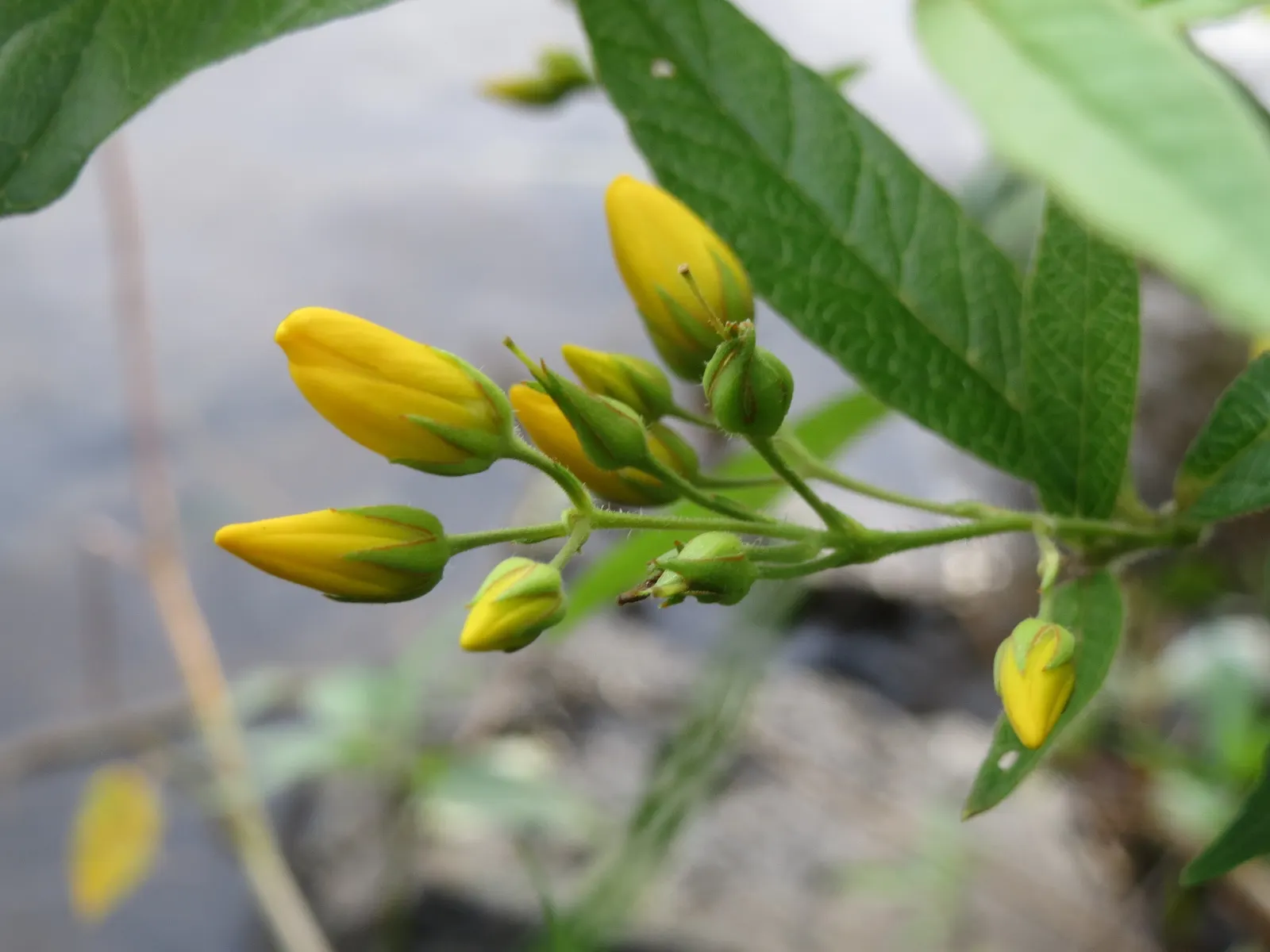 Yellow Loosestrife (Lysimachia Punctata) — flowering from early to mid-summer; each dotted with reddish-brown markings at the base, image 222