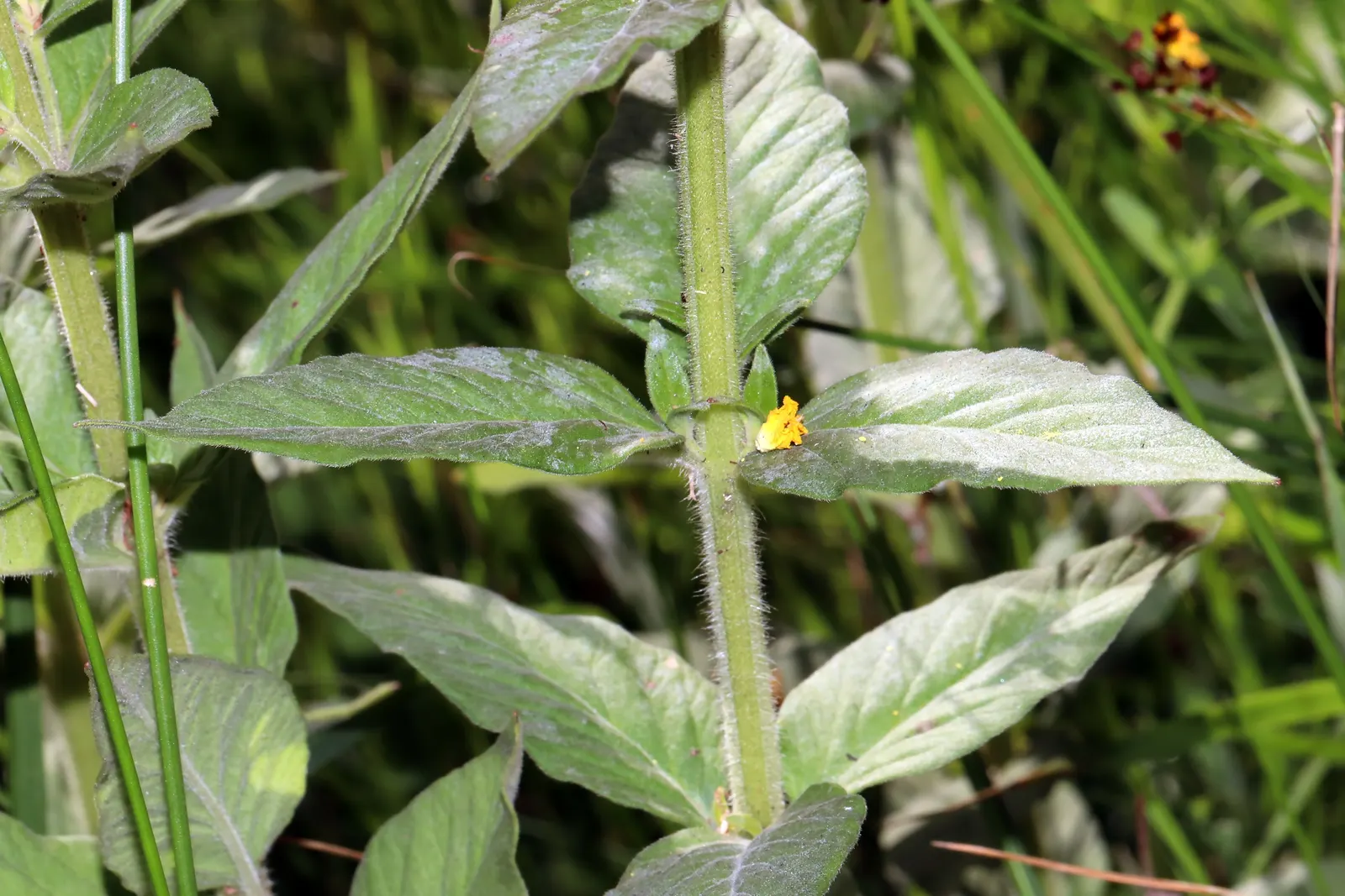 Yellow Loosestrife (Lysimachia Punctata) — scientifically known as Lysimachia punctata; ideal for borders or waterside plantings, image 152