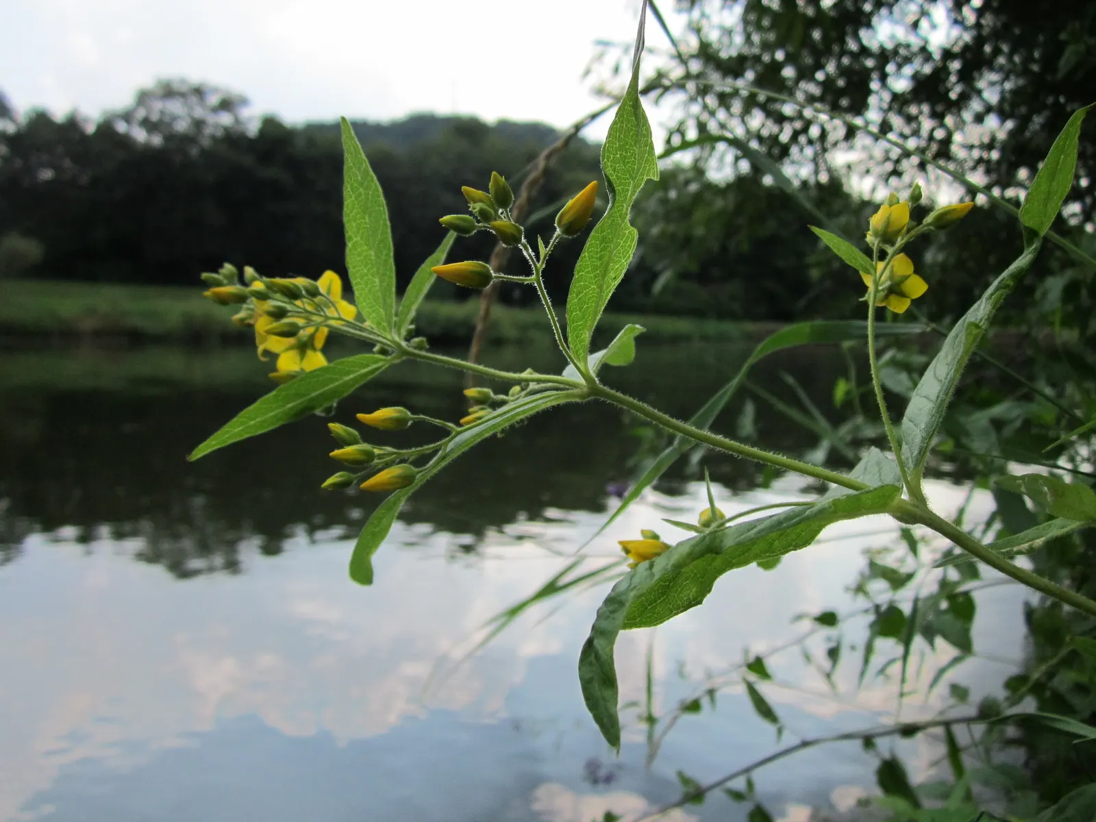 Yellow Loosestrife (Lysimachia Punctata) — Due to its easy-going nature, it is an excellent choice for gardeners of all levels; perennial for full, image 69