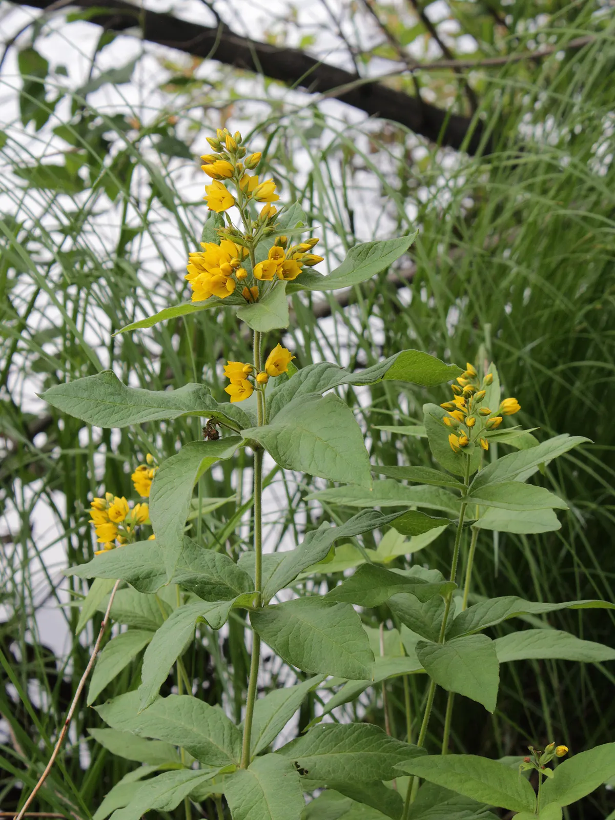 Yellow Loosestrife (Lysimachia Punctata) — perennial with yellow blooms; yellow Loosestrife produces an abundant display of star-shaped, image 119