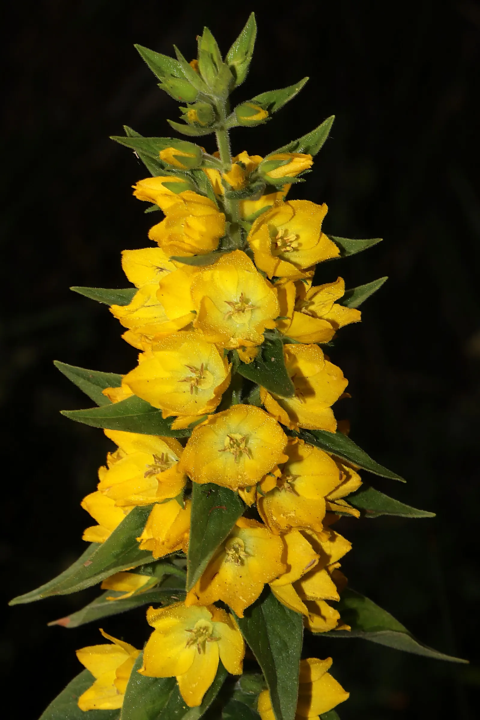 Yellow Loosestrife (Lysimachia Punctata) — Thriving in USDA zones 4-8, it reaches 24-36 inches in height and spreads approximately 18-24 inches, image 99