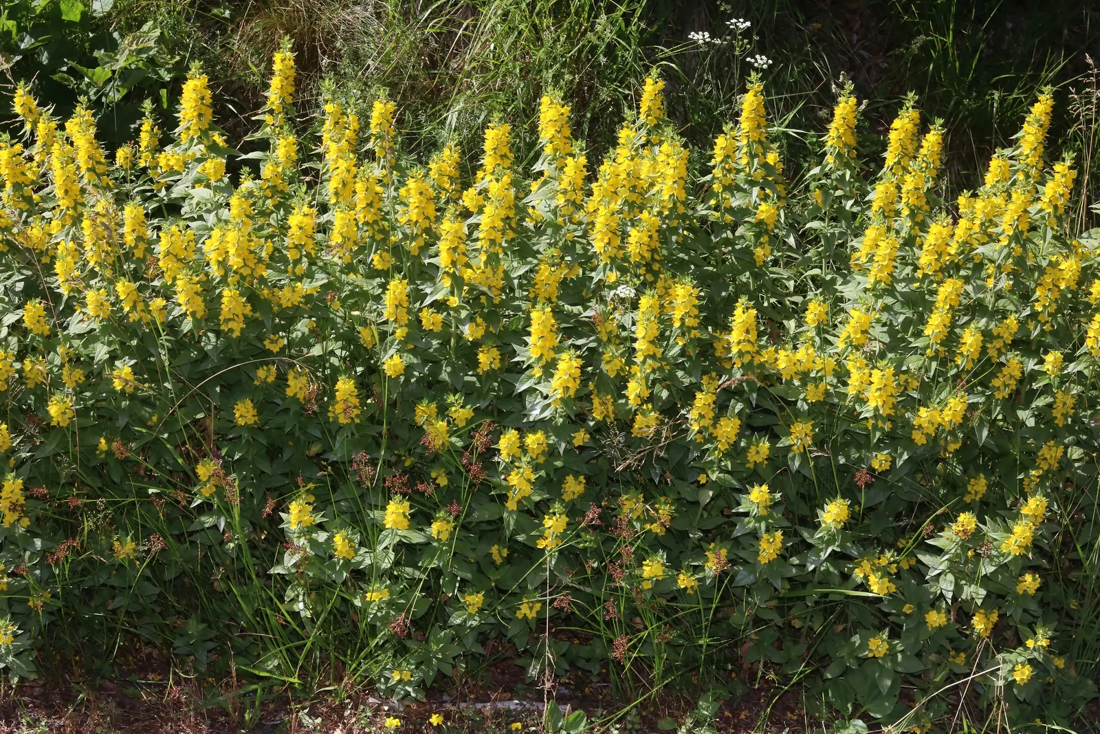 Yellow Loosestrife (Lysimachia Punctata) — This low-maintenance plant prefers full sun to partial shade and consistently moist soil; yellow Loosestrife
