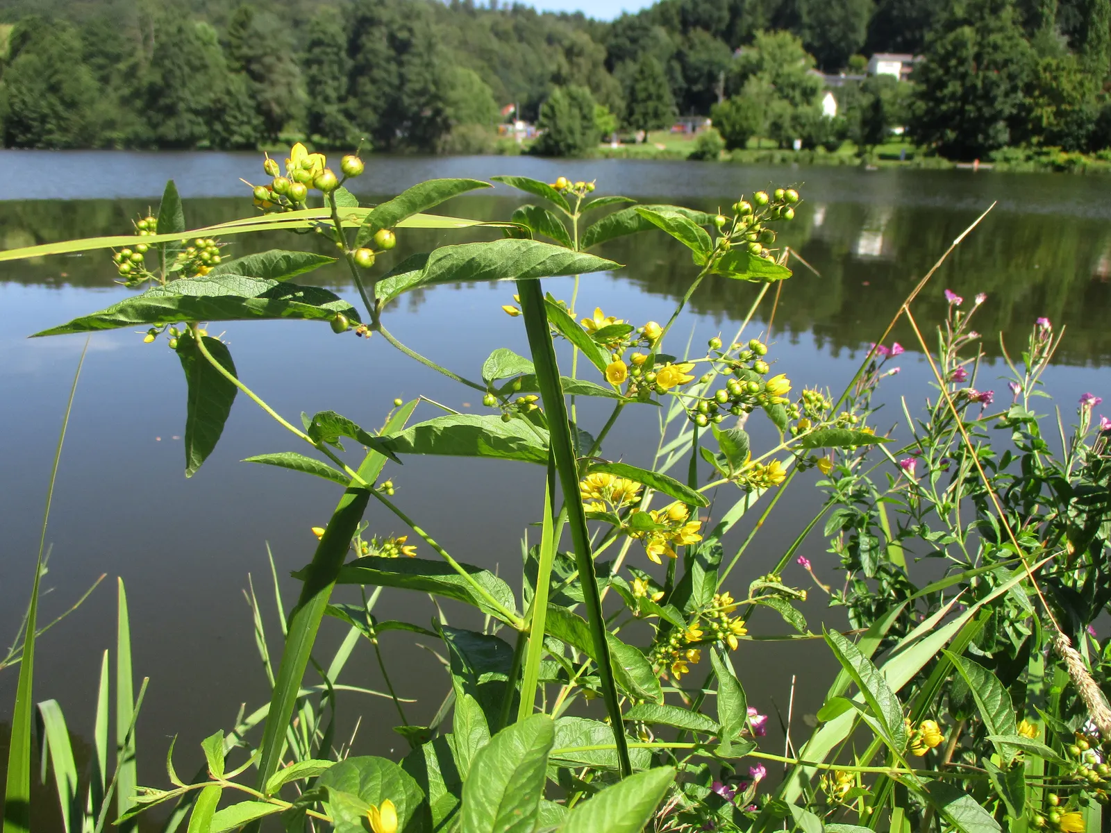 Yellow Loosestrife (Lysimachia Punctata) — creating a full and bushy appearance; herbaceous perennial that is a favored addition to garden designs, image 156
