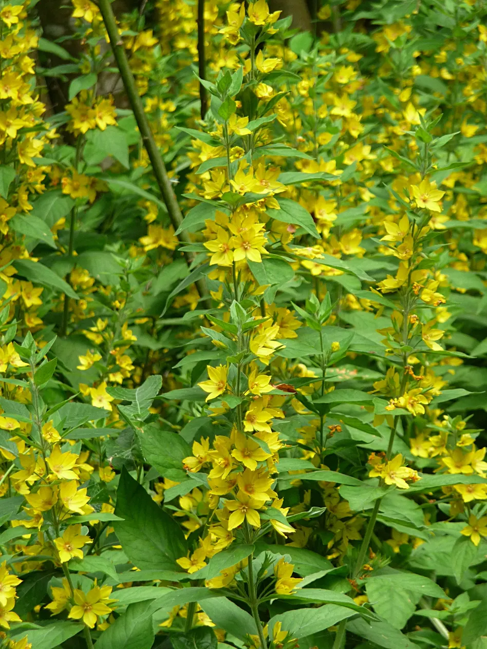 Yellow Loosestrife (Lysimachia Punctata) — Yellow Loosestrife offers long-lasting blooms; this plant typically reaches heights of 24 to 36 inches, image 67