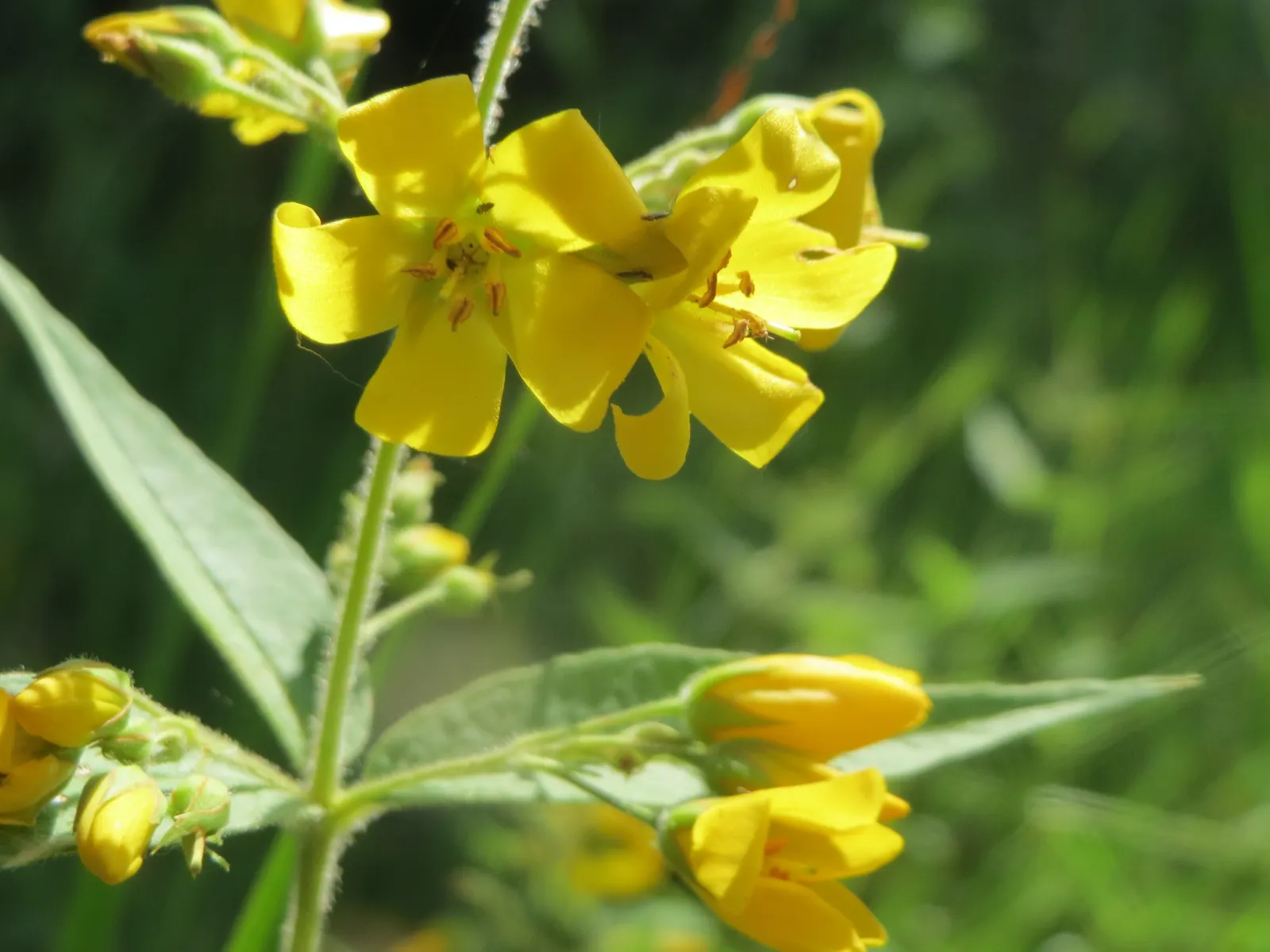 Yellow Loosestrife (Lysimachia Punctata) — perennial for full or half or shade; due to its easy-going nature, it is an excellent choice for, image 144