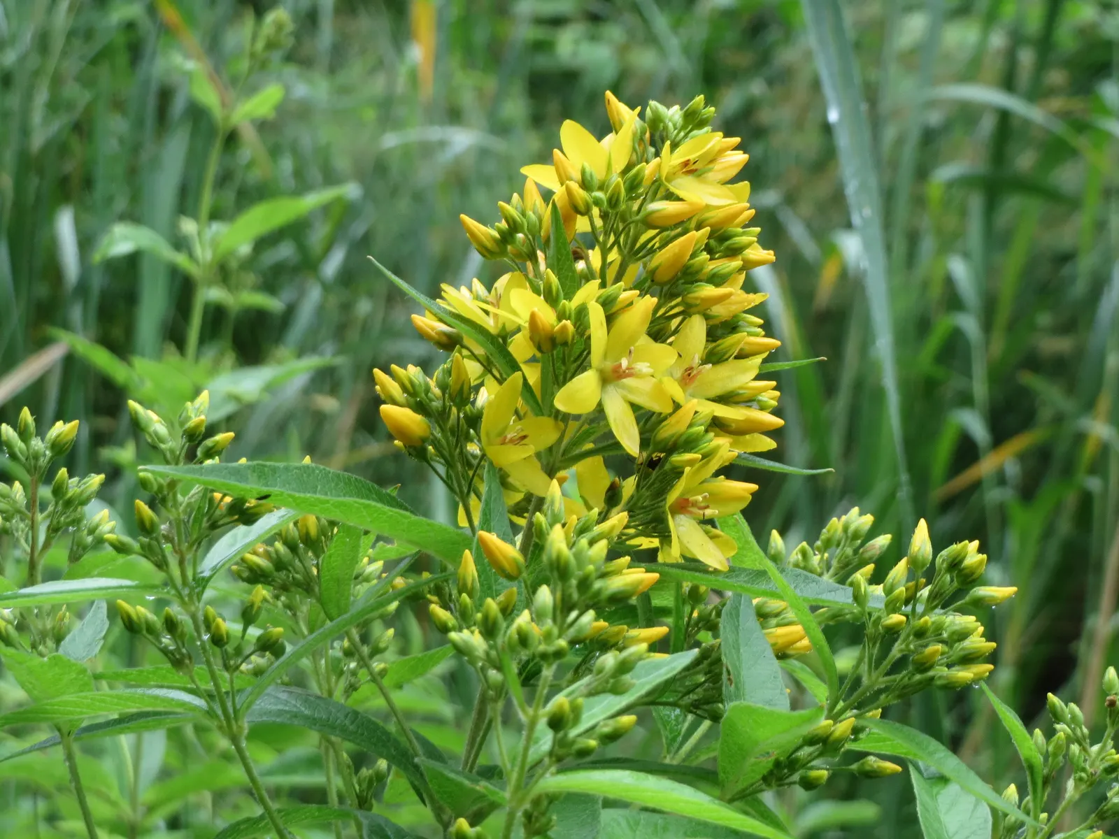 Yellow Loosestrife (Lysimachia Punctata) — Yellow Loosestrife (Lysimachia punctata) is a herbaceous perennial renowned for its vivacious; this, image 121