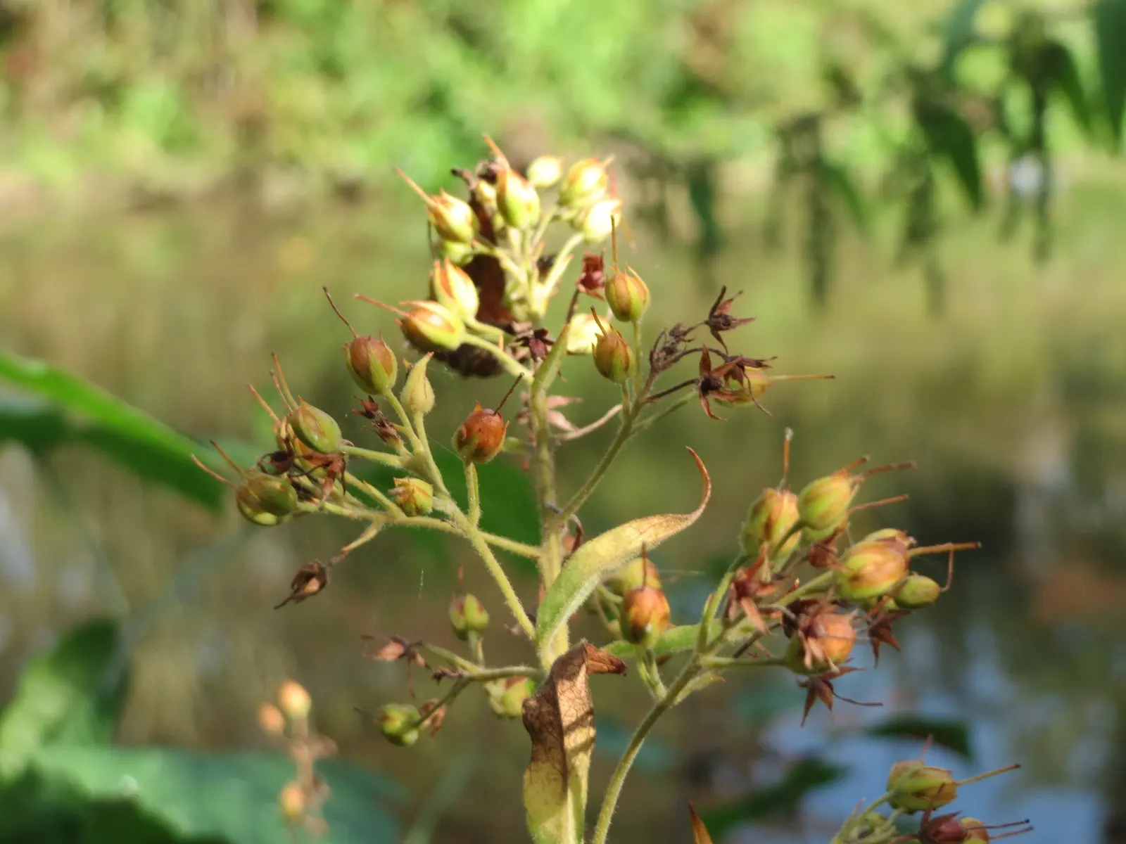 Yellow Loosestrife (Lysimachia Punctata) — This plant typically reaches heights of 24 to 36 inches with a spread of 18 to 24 inches; yellow, image 106