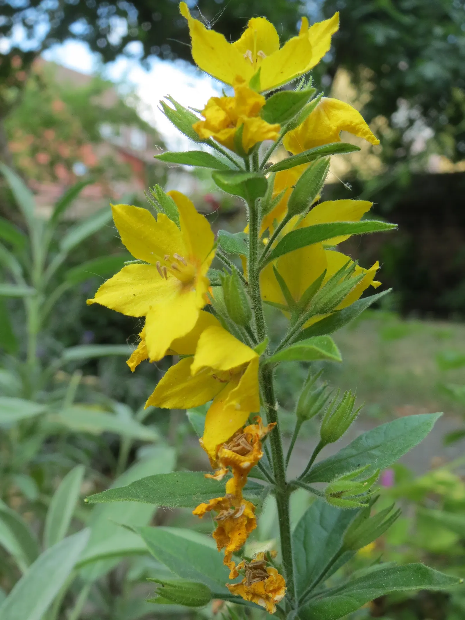 Yellow Loosestrife (Lysimachia Punctata) — Due to its easy-going nature, it is an excellent choice for gardeners of all levels; perennial for full, image 237