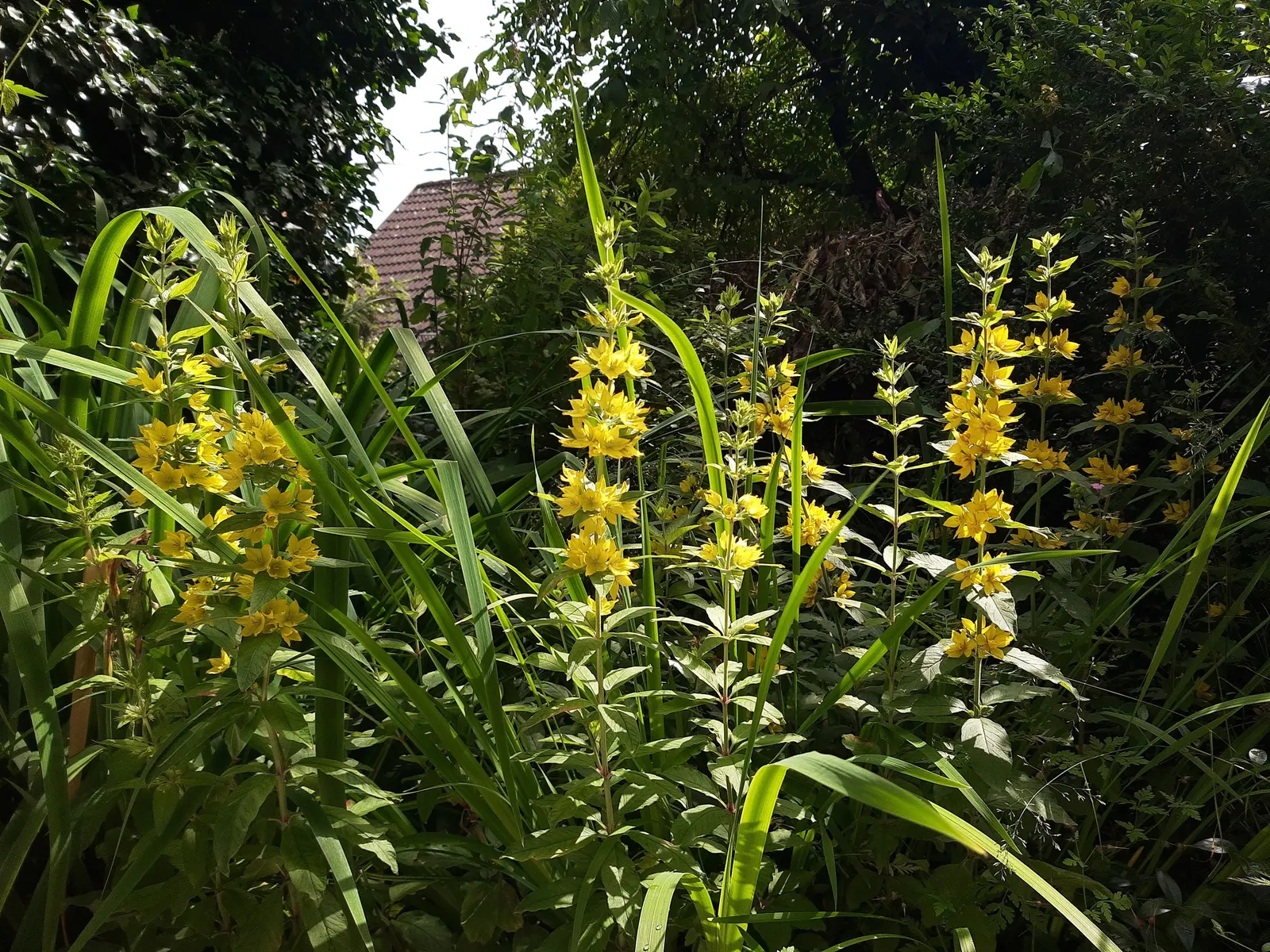Yellow Loosestrife (Lysimachia Punctata) — and a bright pop of color that is particularly effective alongside blues and purples; it is hardy in, image 164