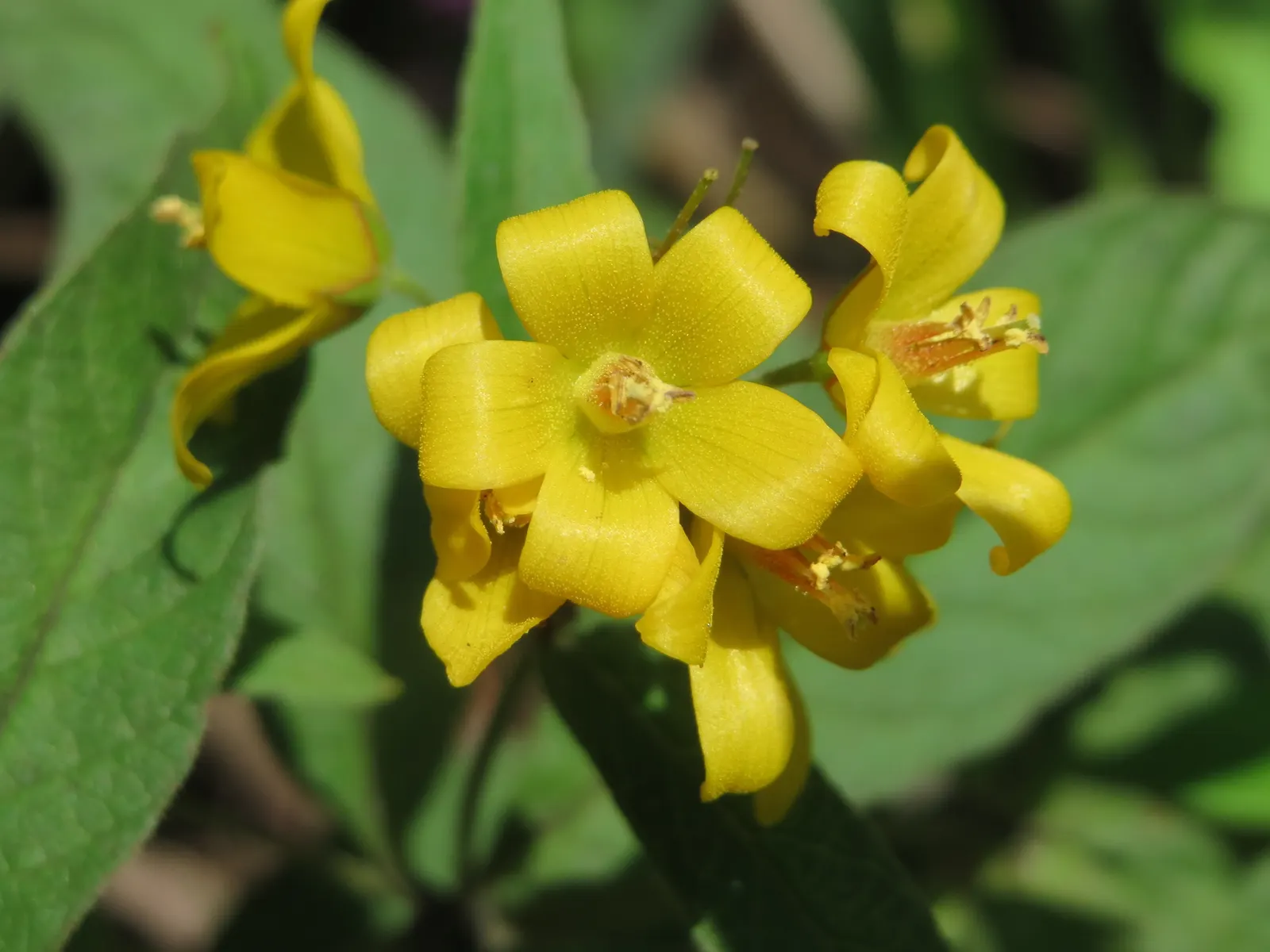 Yellow Loosestrife (Lysimachia Punctata) — Yellow Loosestrife produces an abundant display of star-shaped; perennial with yellow blooms