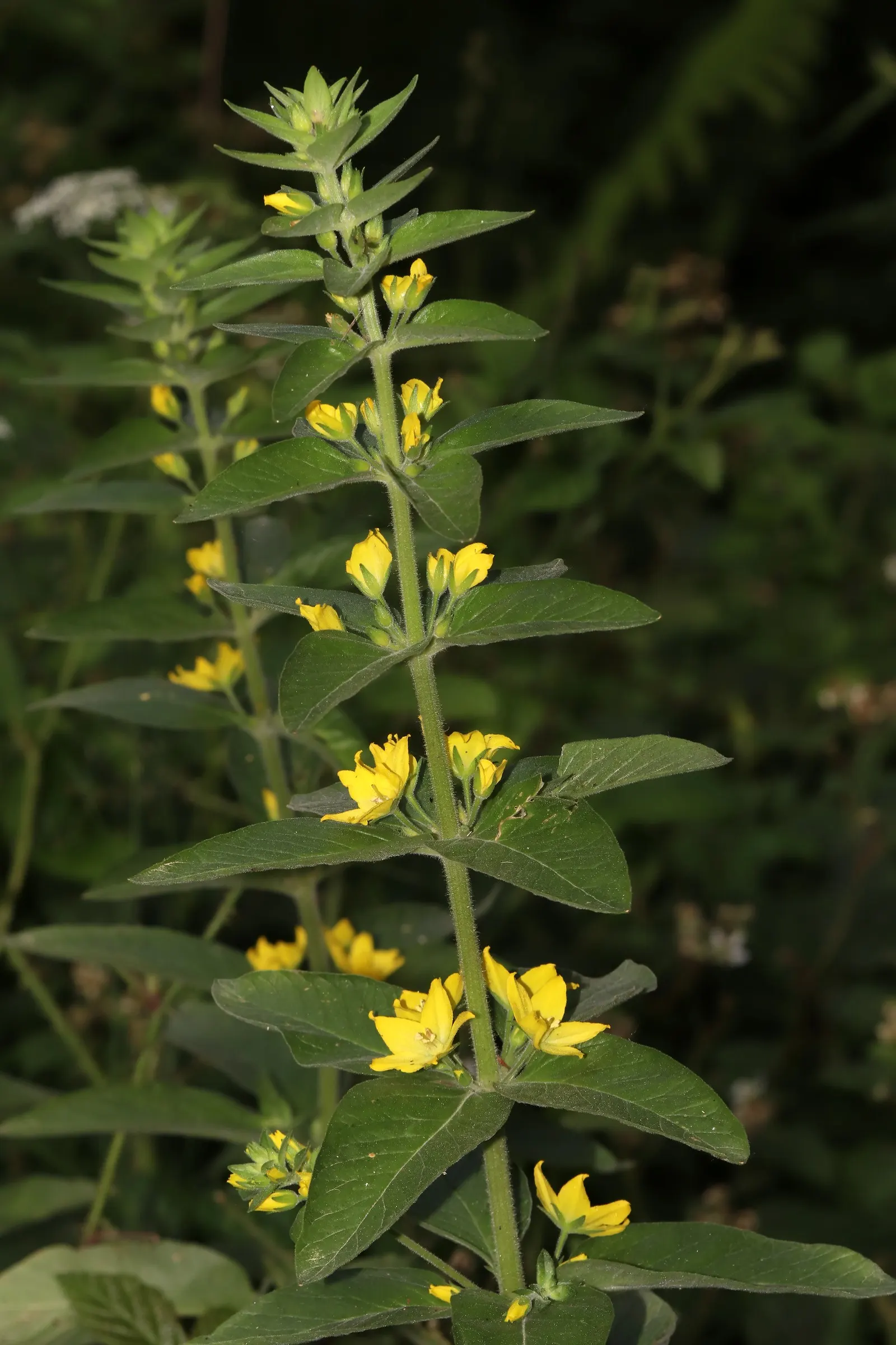 Yellow Loosestrife (Lysimachia Punctata) — each dotted with reddish-brown markings at the base; flowering from early to mid-summer, image 183