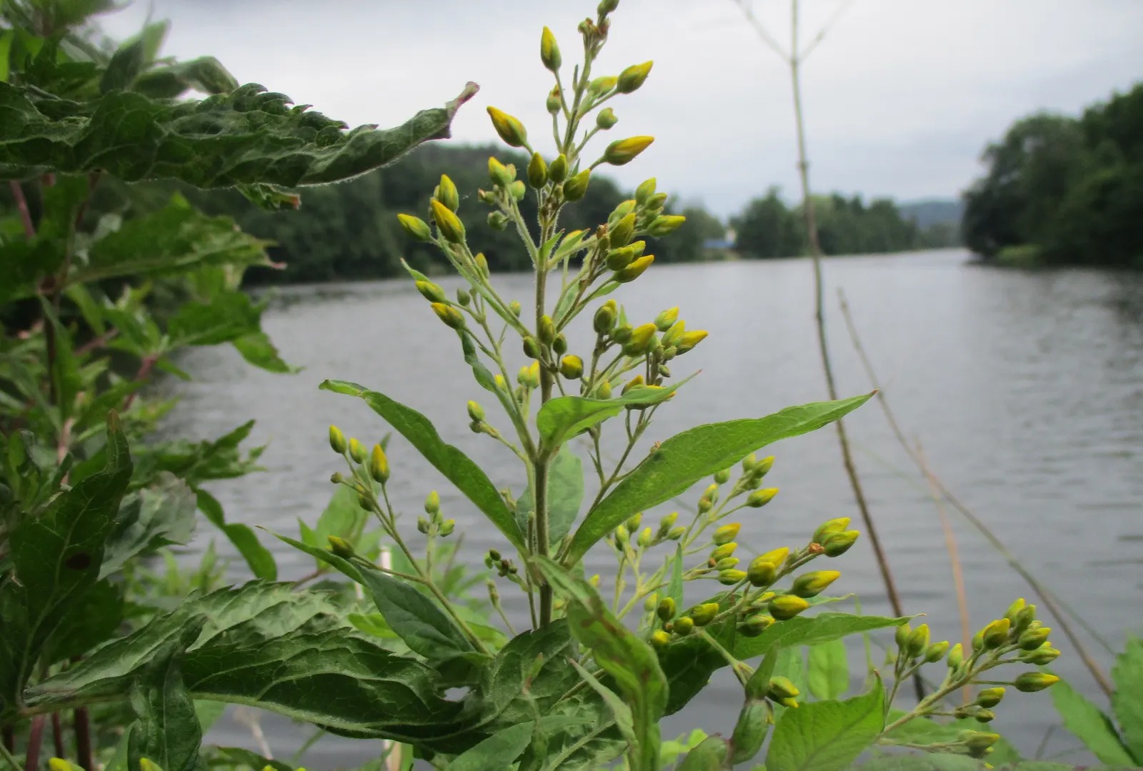 Yellow Loosestrife (Lysimachia Punctata) — herbaceous perennial that is a favored addition to garden designs for its striking flowers and lush, image 105