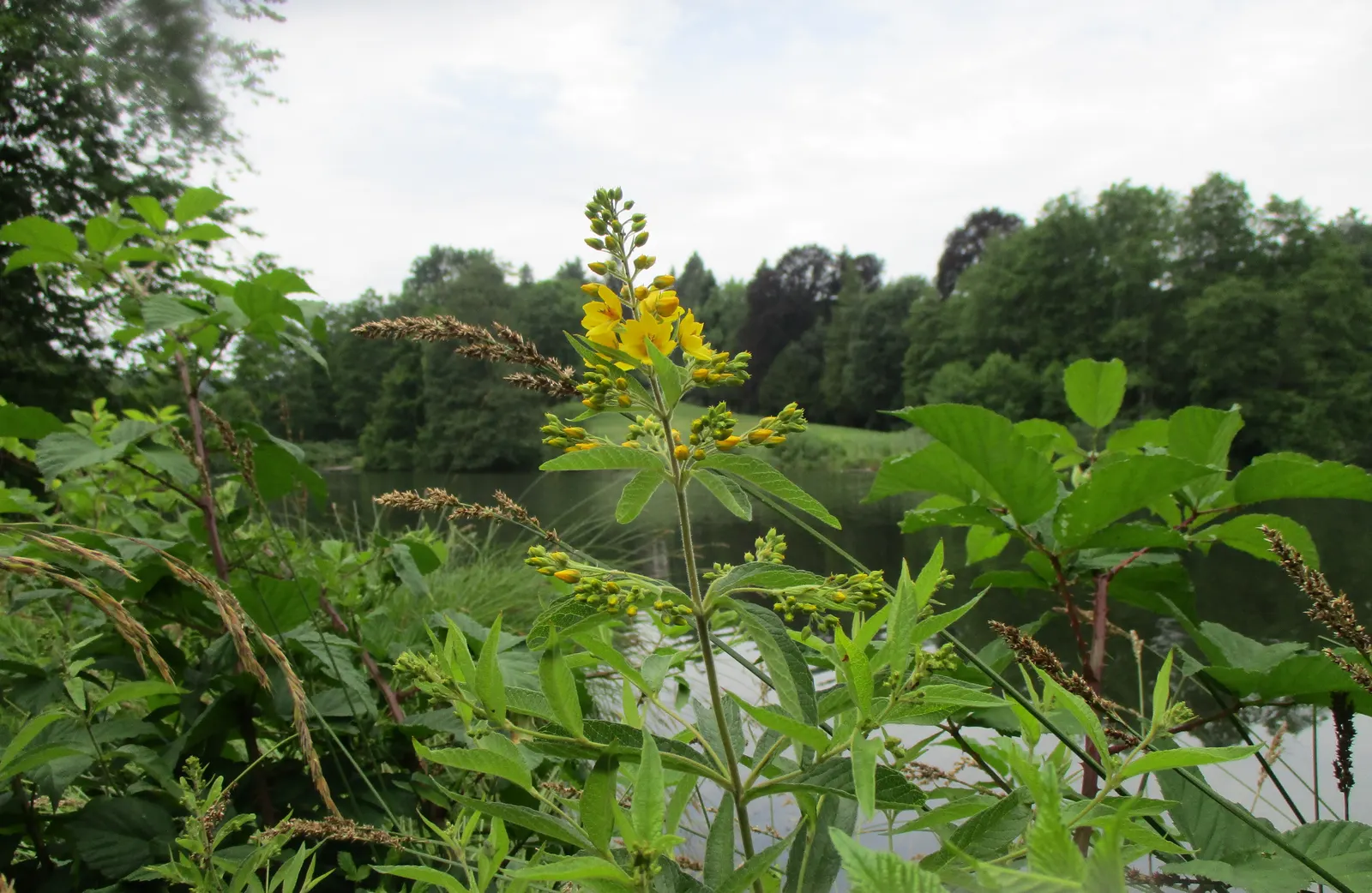 Yellow Loosestrife (Lysimachia Punctata) — perennial for full or half or shade; due to its easy-going nature, it is an excellent choice for, image 216