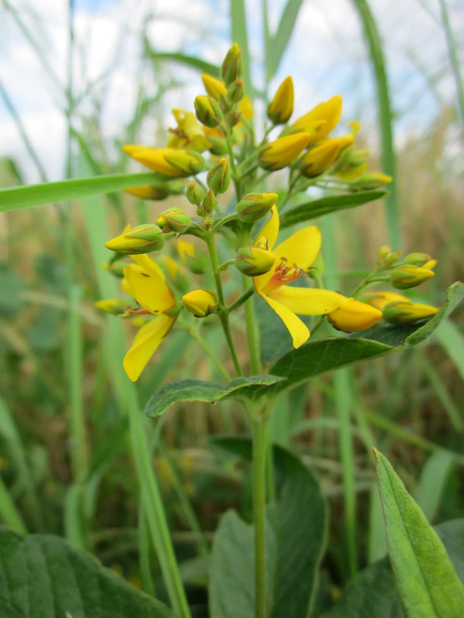 Yellow Loosestrife (Lysimachia Punctata) — Thriving in USDA zones 4-8, it reaches 24-36 inches in height and spreads approximately 18-24 inches; sometimes