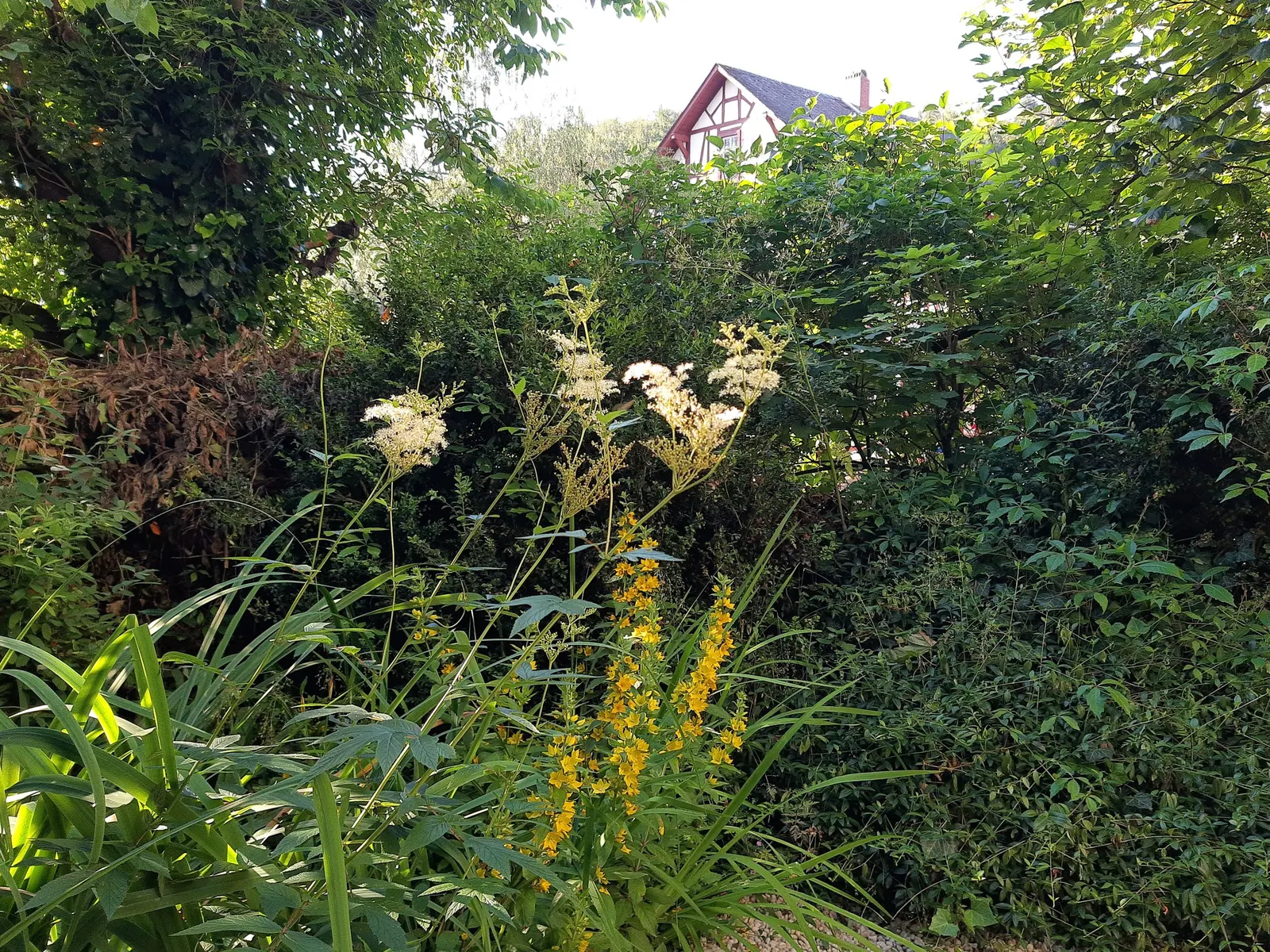 Yellow Loosestrife (Lysimachia Punctata) — Yellow Loosestrife offers long-lasting blooms; this plant typically reaches heights of 24 to 36 inches with a spread