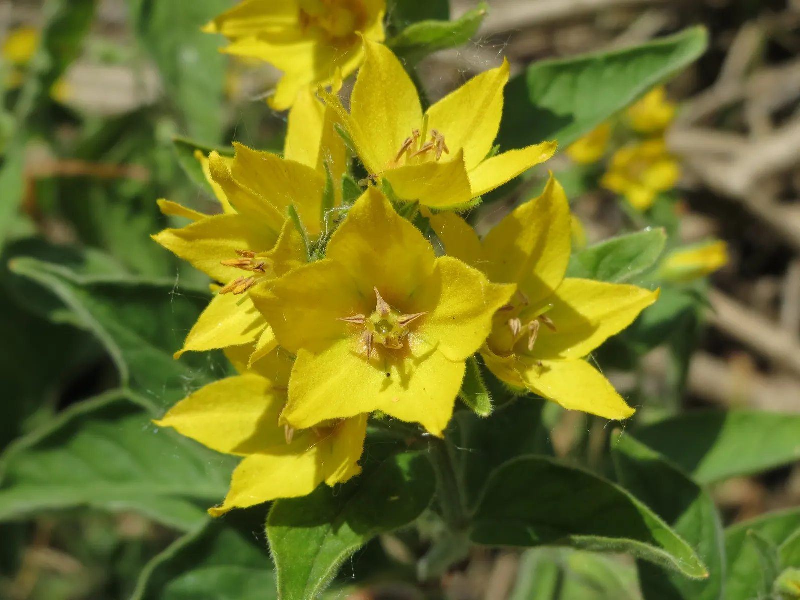 Yellow Loosestrife (Lysimachia Punctata) — Note: May become invasive if not controlled; yellow flowers in the garden, image 151