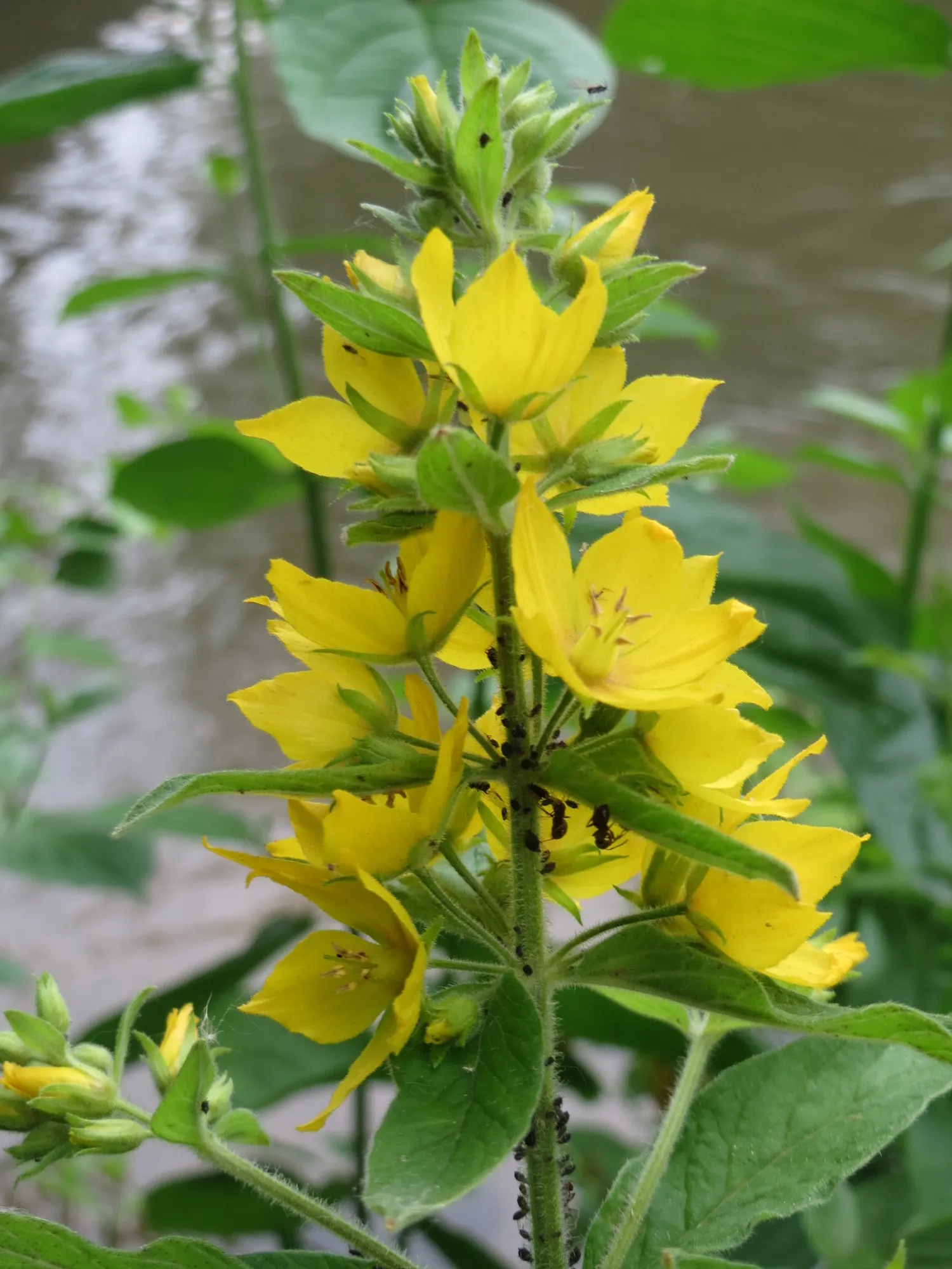 Yellow Loosestrife (Lysimachia Punctata) — scientifically known as Lysimachia punctata