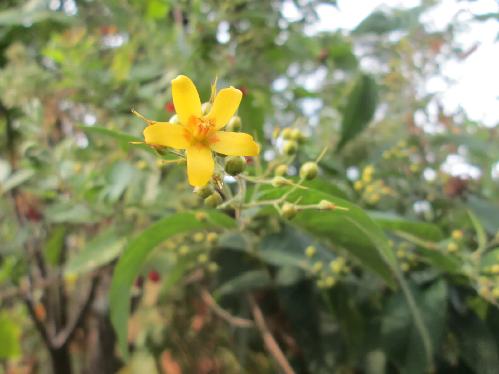 Yellow Loosestrife (Lysimachia Punctata) — arranged in a whorled pattern up erect stems