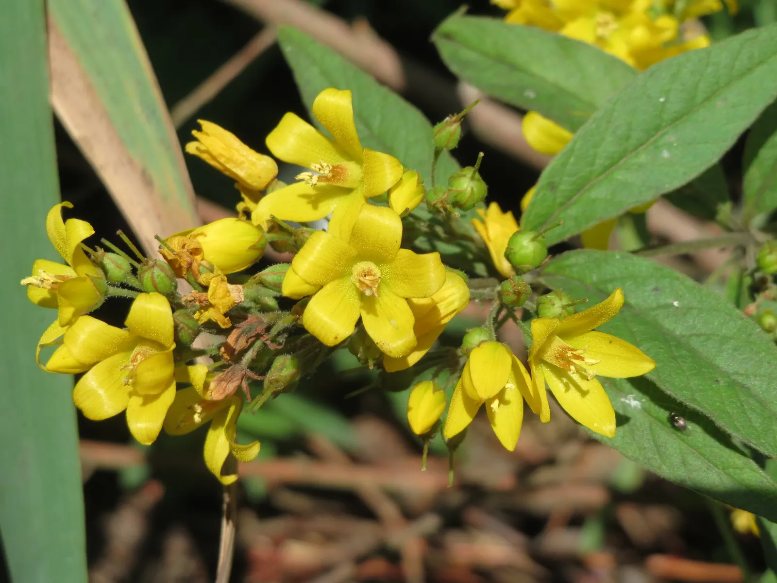 Yellow Loosestrife (Lysimachia Punctata) — From late spring into midsummer; while it is tolerant of various soil types, ensuring adequate drainage, image 85
