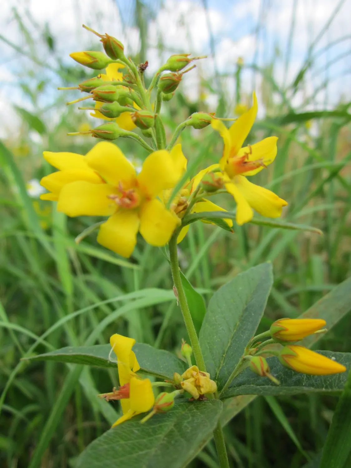 Yellow Loosestrife (Lysimachia Punctata) — Thriving in USDA zones 4-8, it reaches 24-36 inches in height and spreads approximately 18-24 inches, image 51