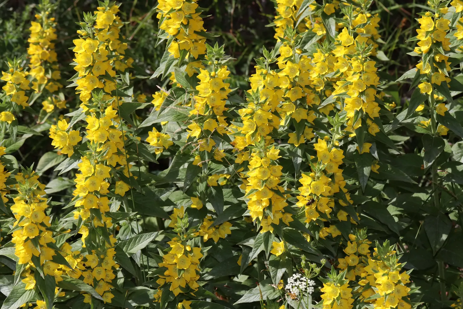 Yellow Loosestrife (Lysimachia Punctata) — flowering from early to mid-summer; each dotted with reddish-brown markings at the base, image 78