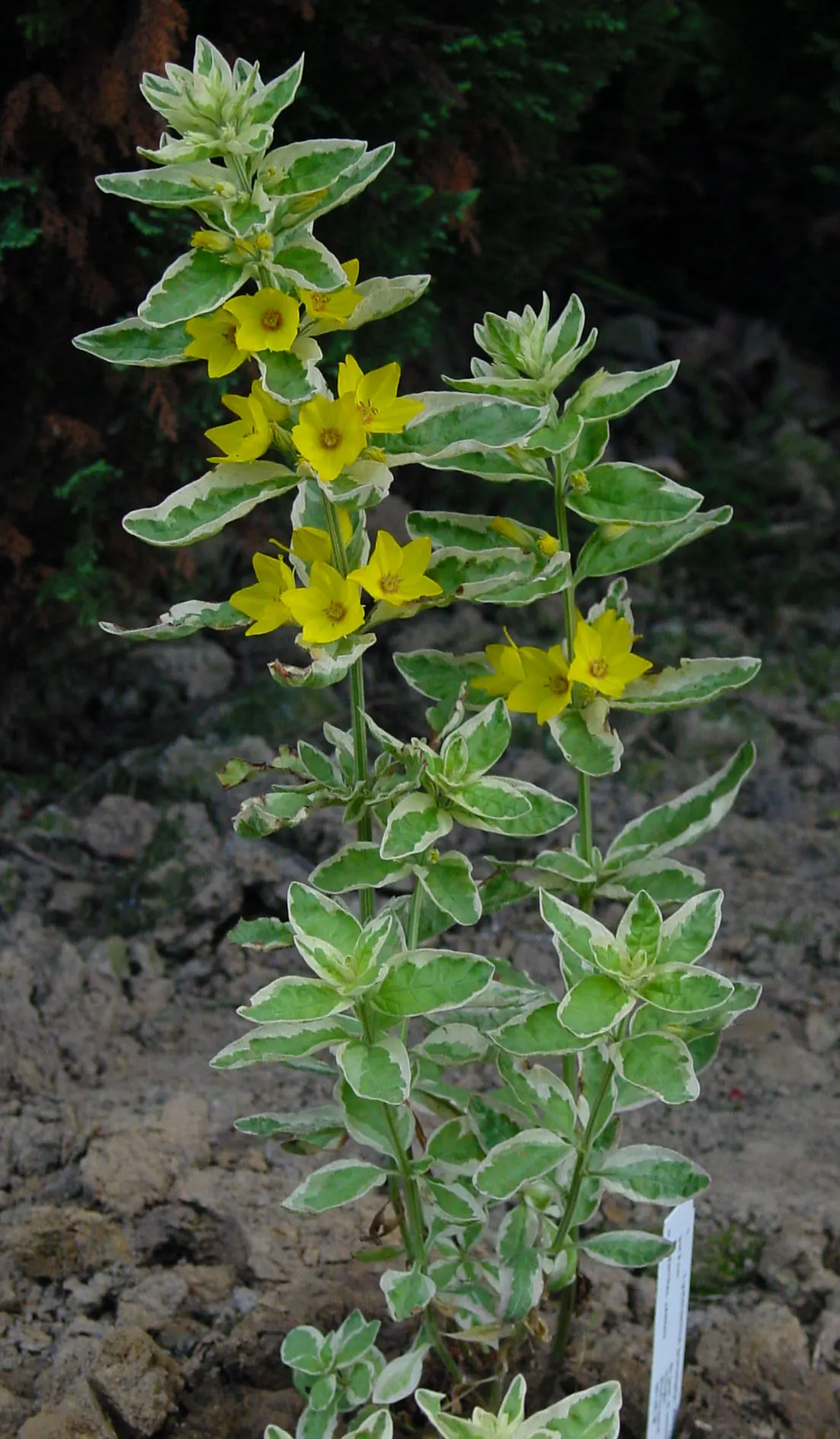 Yellow Loosestrife (Lysimachia Punctata) — Note: May become invasive if not controlled; yellow flowers in the garden, image 127