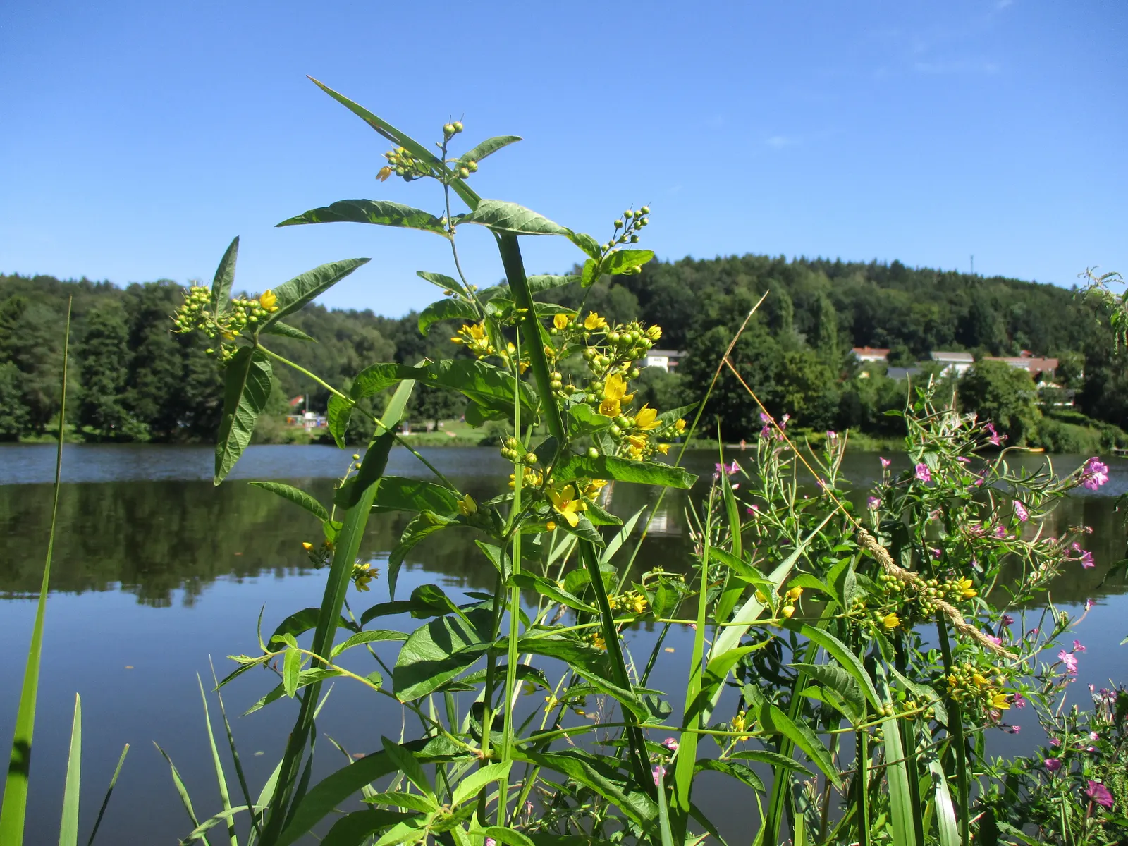 Yellow Loosestrife (Lysimachia Punctata) — This plant typically reaches heights of 24 to 36 inches with a spread of 18 to 24 inches; yellow, image 202