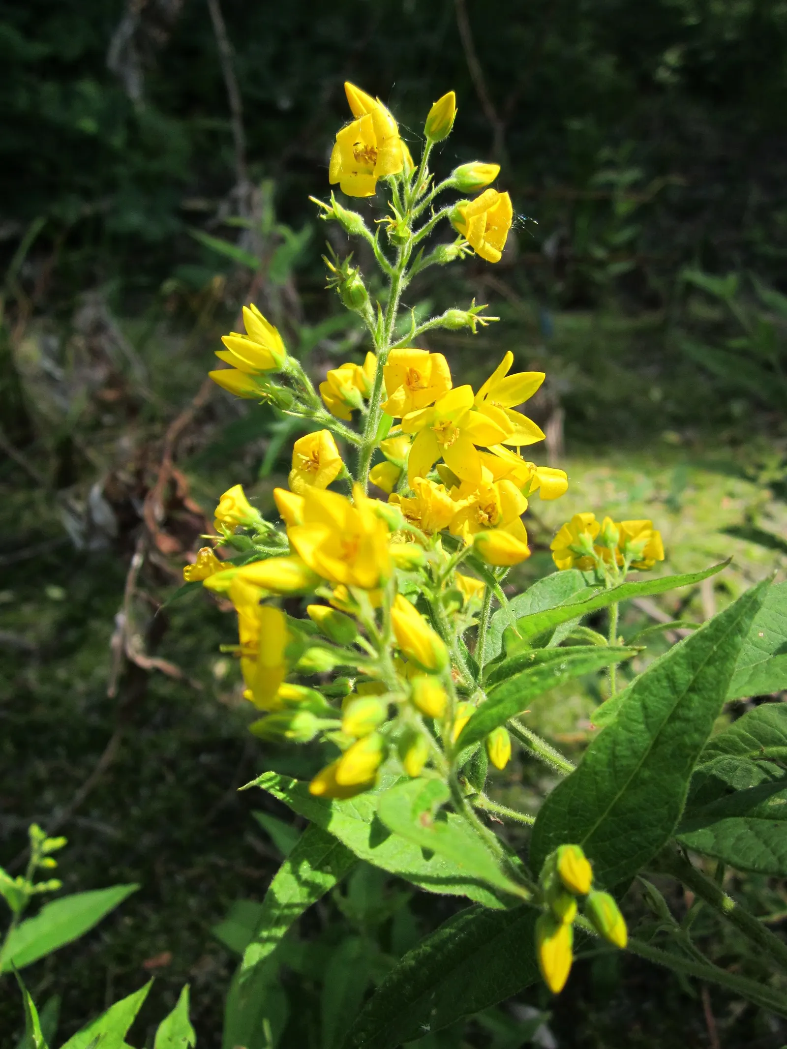 Yellow Loosestrife (Lysimachia Punctata) — It is hardy in USDA zones 4 through 8 and exhibits vigorous growth; and a bright pop of color that is particularly