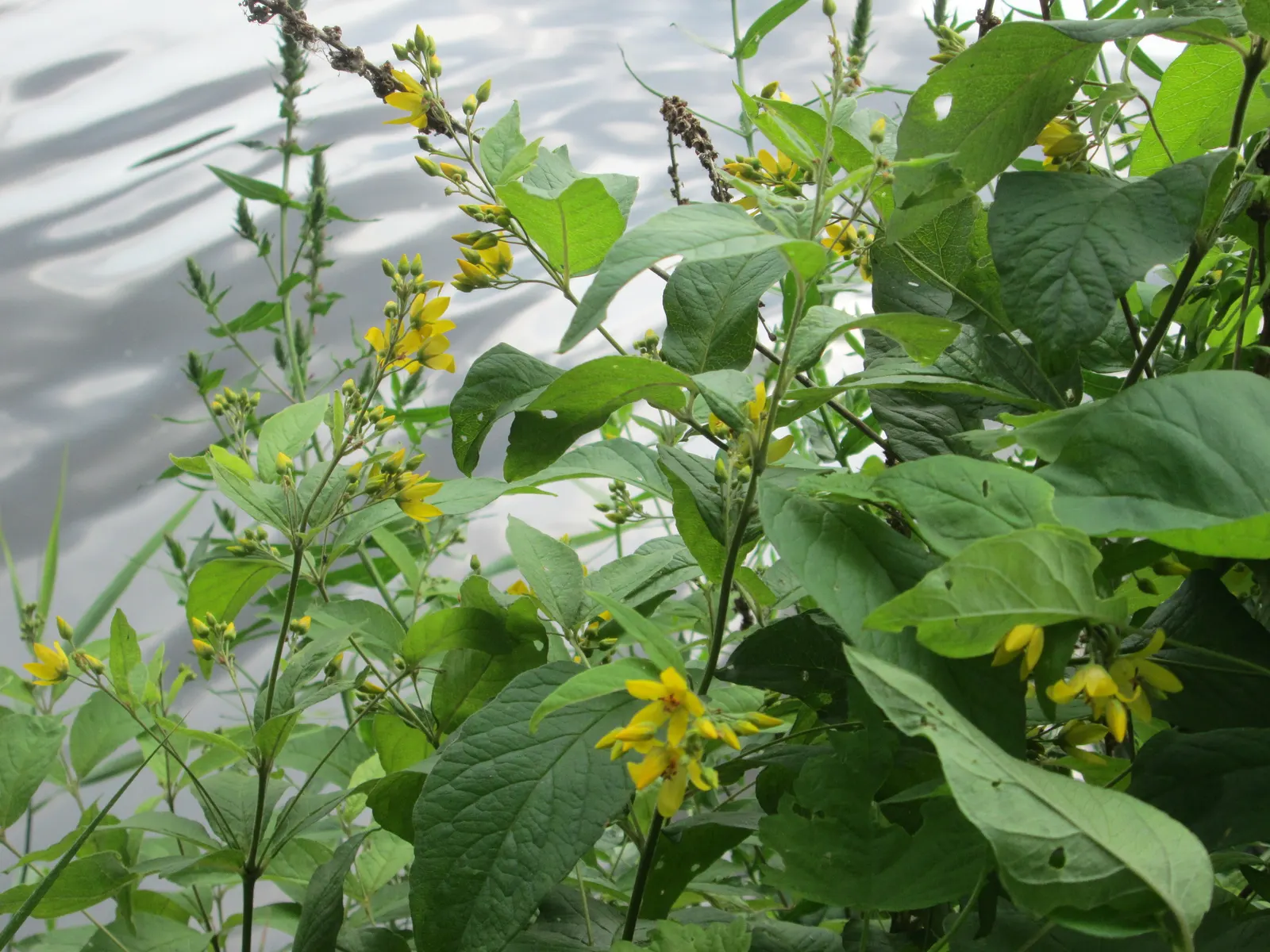 Yellow Loosestrife (Lysimachia Punctata) — Yellow Loosestrife (Lysimachia punctata) is a herbaceous perennial renowned for its vivacious; this low-maintenance