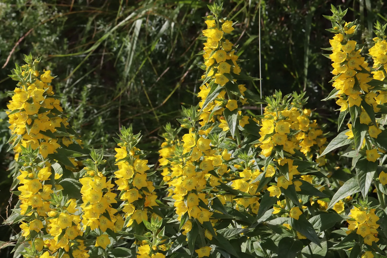 Yellow Loosestrife (Lysimachia Punctata) — arranged in a whorled pattern up erect stems; cup-shaped yellow flowers, image 59