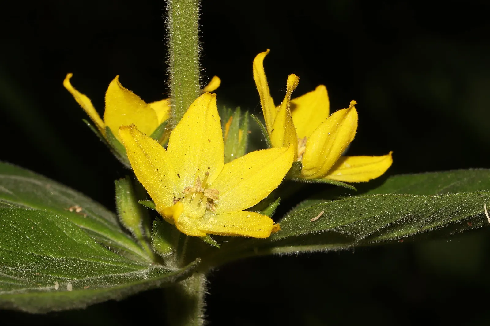 Yellow Loosestrife (Lysimachia Punctata) — Yellow Loosestrife offers long-lasting blooms; this plant typically reaches heights of 24 to 36 inches, image 163