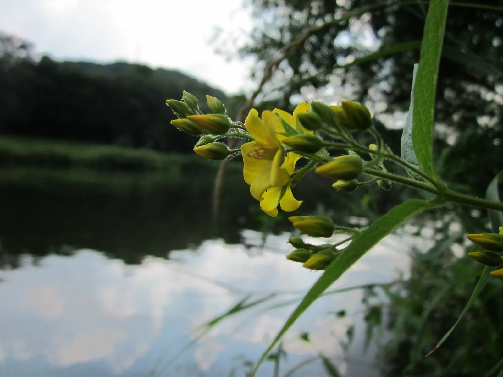 Yellow Loosestrife (Lysimachia Punctata) — each dotted with reddish-brown markings at the base; flowering from early to mid-summer, image 231