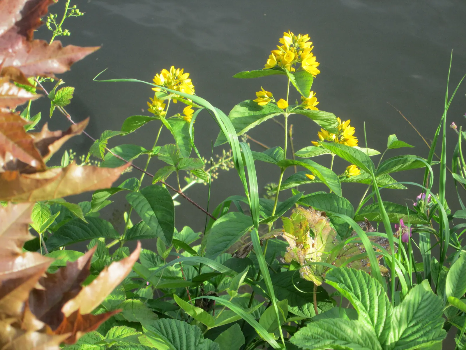 Yellow Loosestrife (Lysimachia Punctata) — While it is tolerant of various soil types, ensuring adequate drainage is crucial to prevent root rot, image 232
