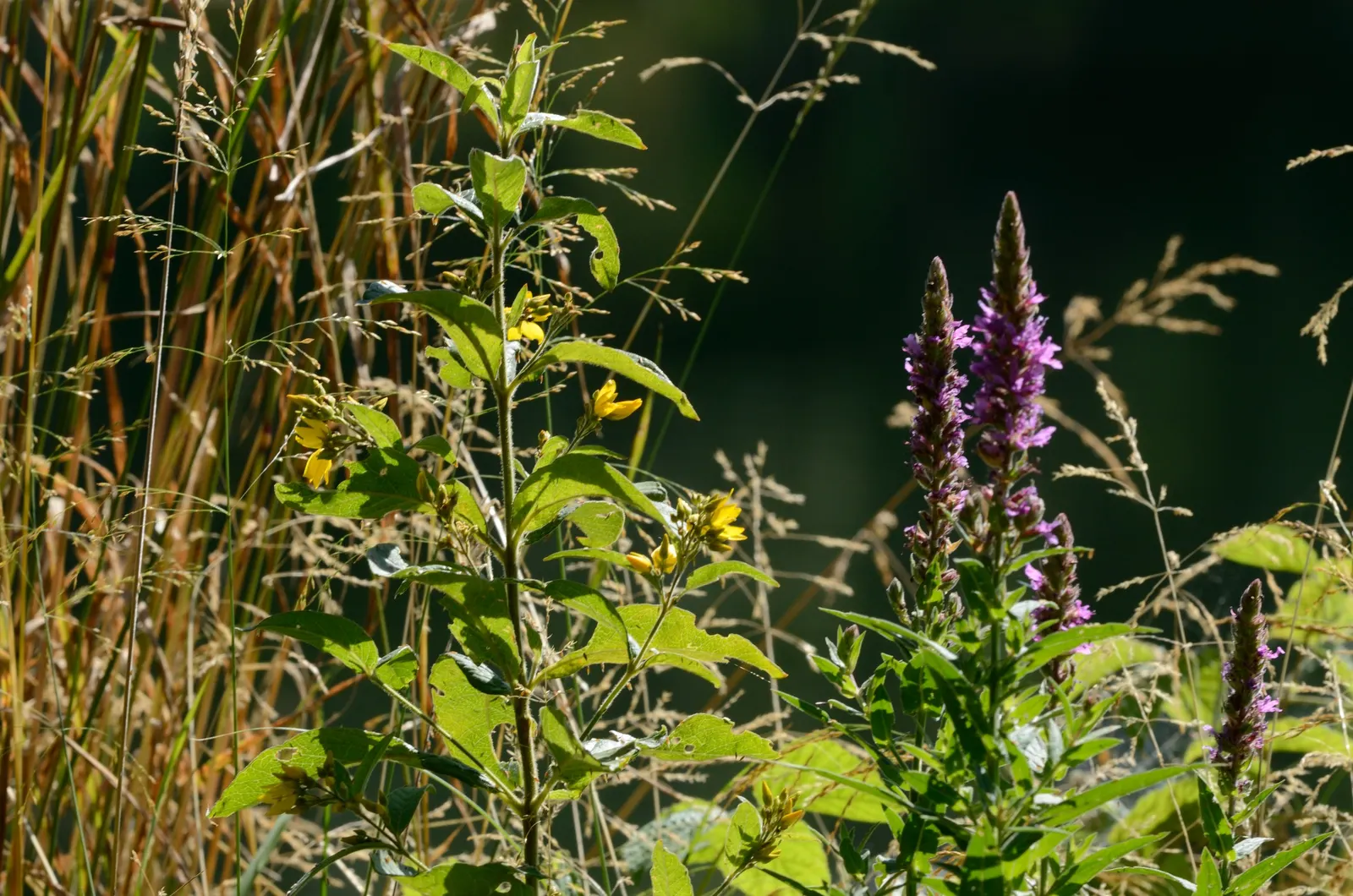 Yellow Loosestrife (Lysimachia Punctata) — Note: May become invasive if not controlled; yellow flowers in the garden, image 199