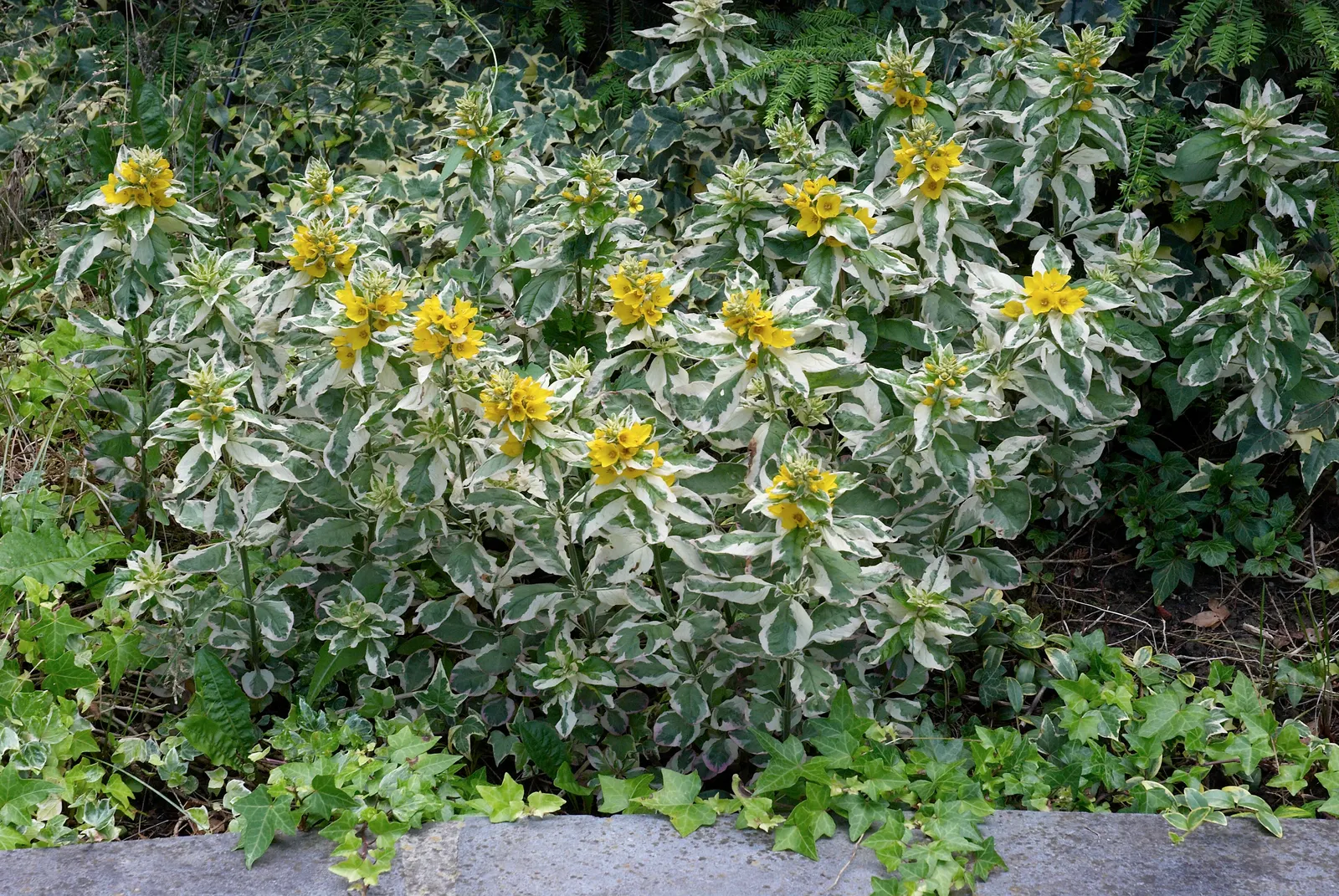 Yellow Loosestrife (Lysimachia Punctata) — Yellow Loosestrife produces an abundant display of star-shaped; perennial with yellow blooms, image 182