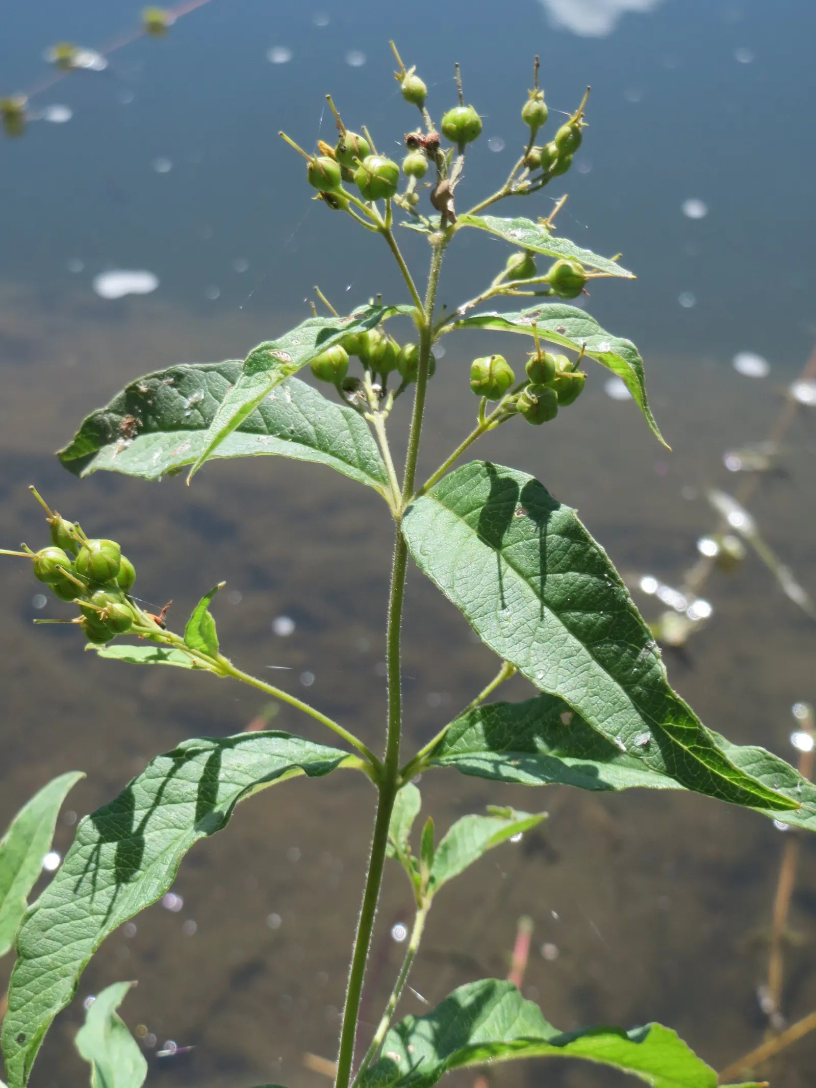 Yellow Loosestrife (Lysimachia Punctata) — Note: May become invasive if not controlled; yellow flowers in the garden
