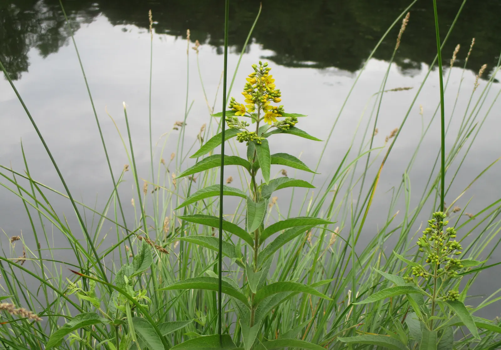 Yellow Loosestrife (Lysimachia Punctata) — Ideal for borders or waterside plantings; scientifically known as Lysimachia punctata, image 197