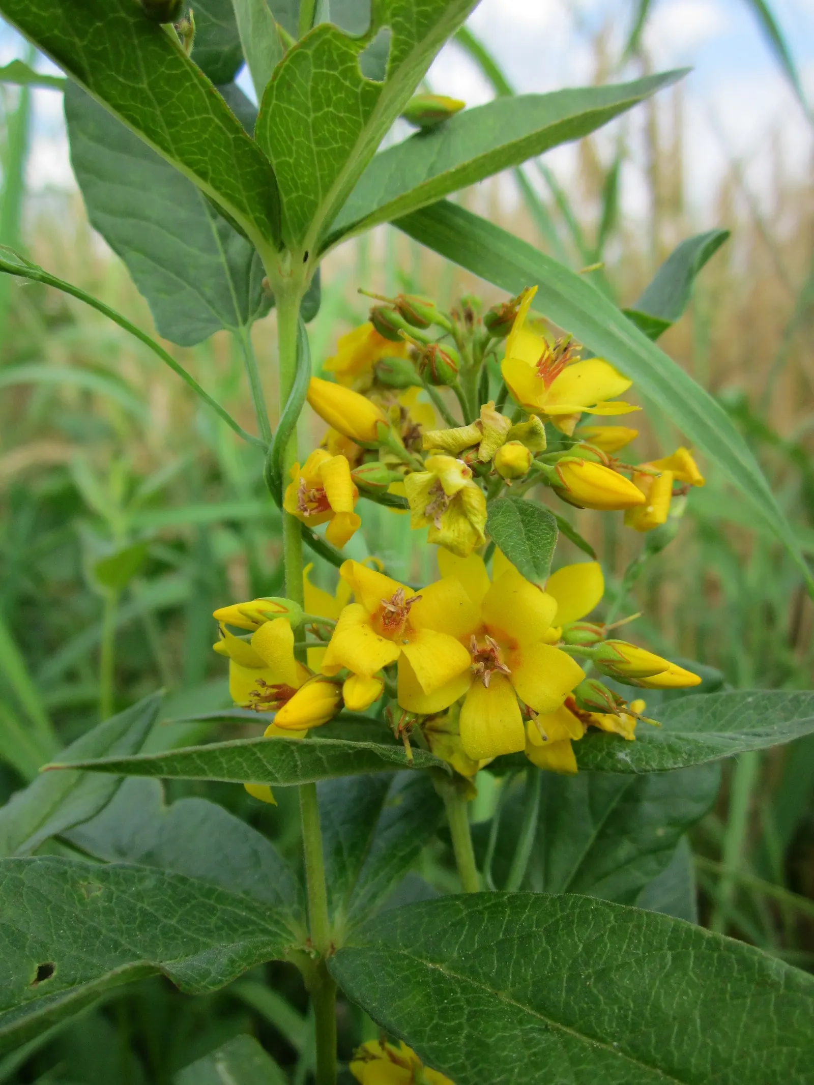 Yellow Loosestrife (Lysimachia Punctata) — It is hardy in USDA zones 4 through 8 and exhibits vigorous growth; and a bright pop of color that is, image 233