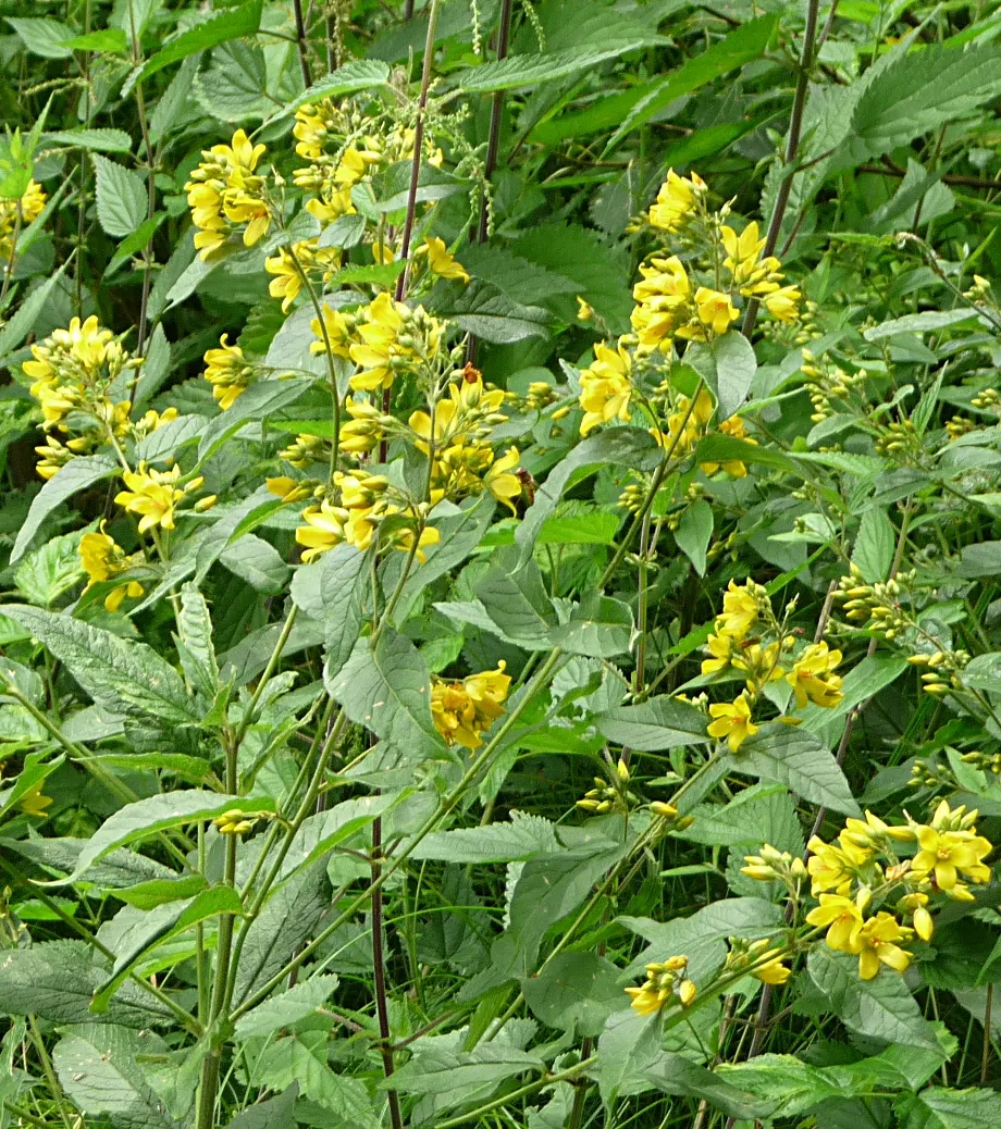 Yellow Loosestrife (Lysimachia Punctata) — cup-shaped yellow flowers; arranged in a whorled pattern up erect stems, image 50