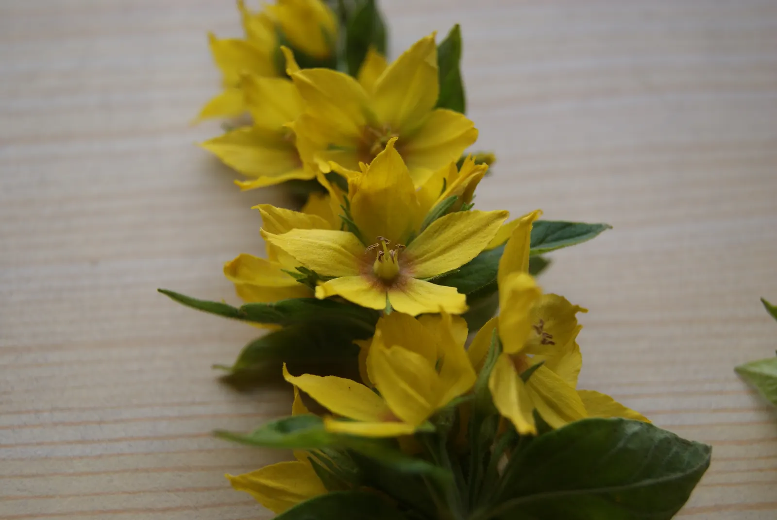 Yellow Loosestrife (Lysimachia Punctata) — Due to its easy-going nature, it is an excellent choice for gardeners of all levels; perennial for full, image 189