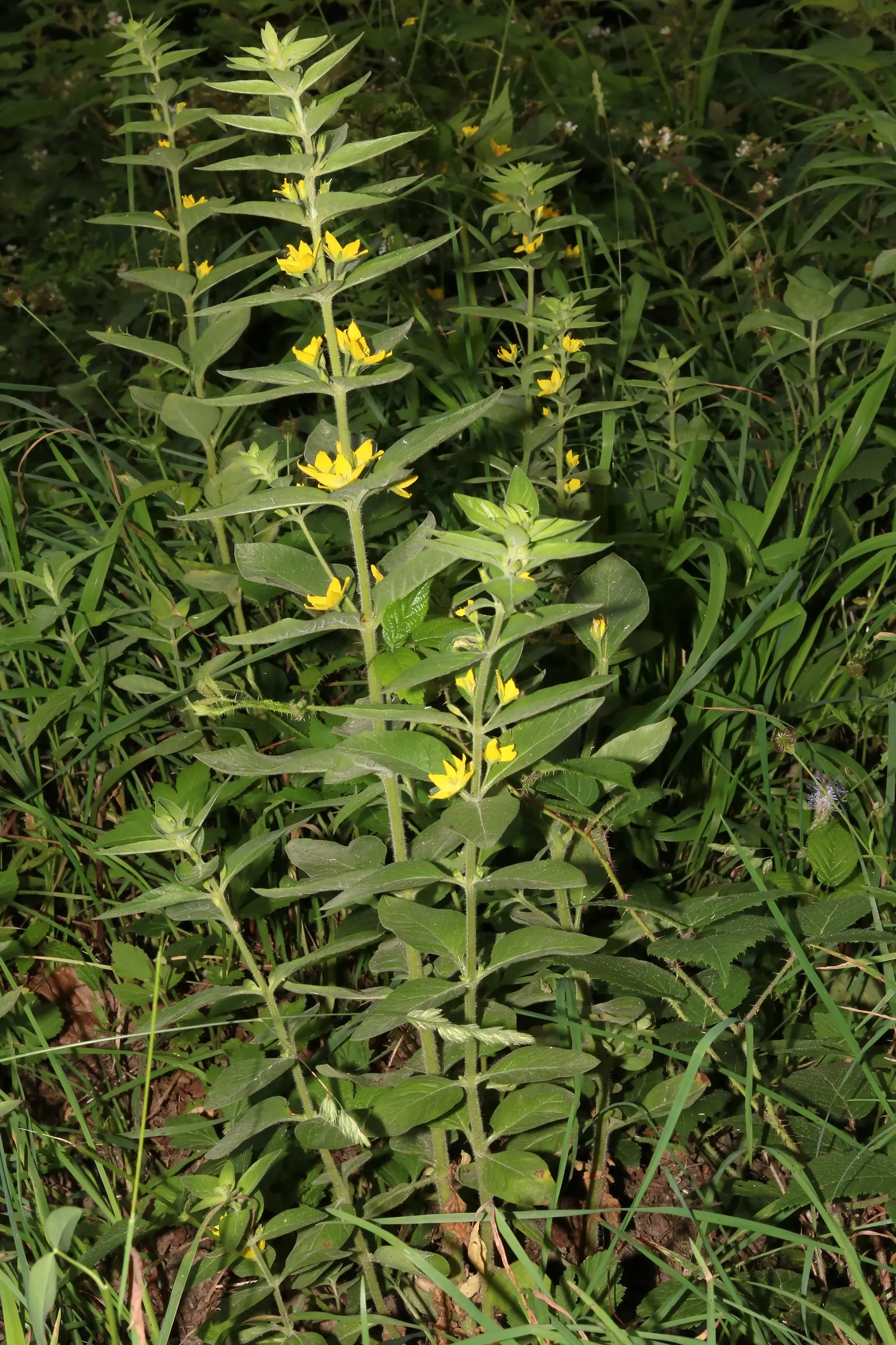 Yellow Loosestrife (Lysimachia Punctata) — perennial for full or half or shade; due to its easy-going nature, it is an excellent choice for, image 192
