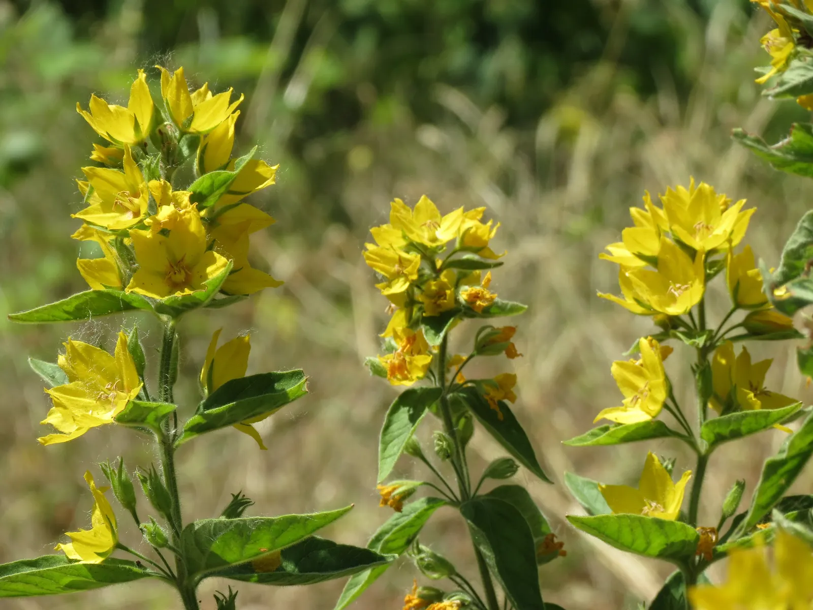 Yellow Loosestrife (Lysimachia Punctata) — Yellow Loosestrife offers long-lasting blooms; this plant typically reaches heights of 24 to 36 inches, image 139