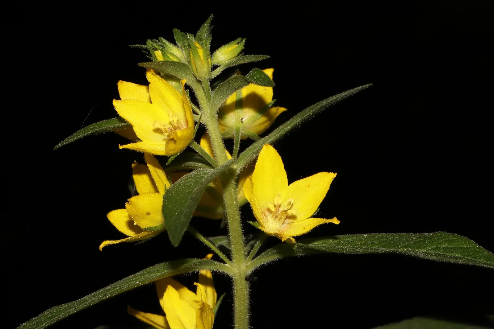 Yellow Loosestrife (Lysimachia Punctata) — While it is tolerant of various soil types, ensuring adequate drainage is crucial to prevent root rot, image 208