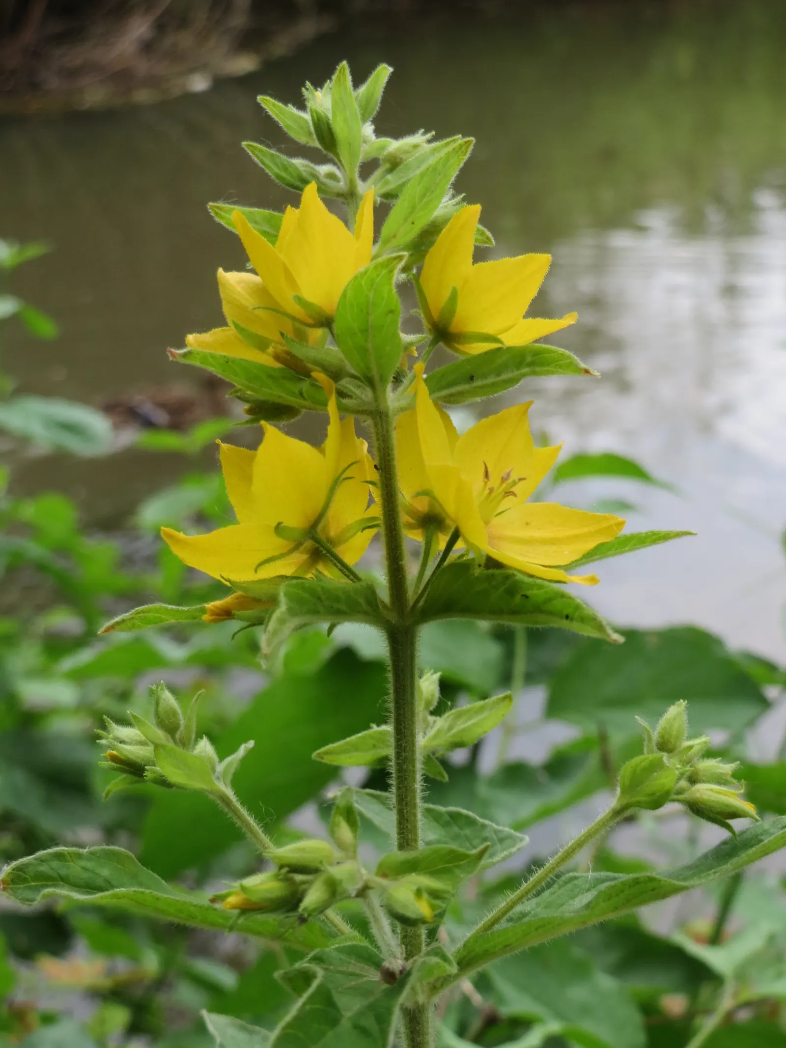 Yellow Loosestrife (Lysimachia Punctata) — scientifically known as Lysimachia punctata; ideal for borders or waterside plantings, image 104