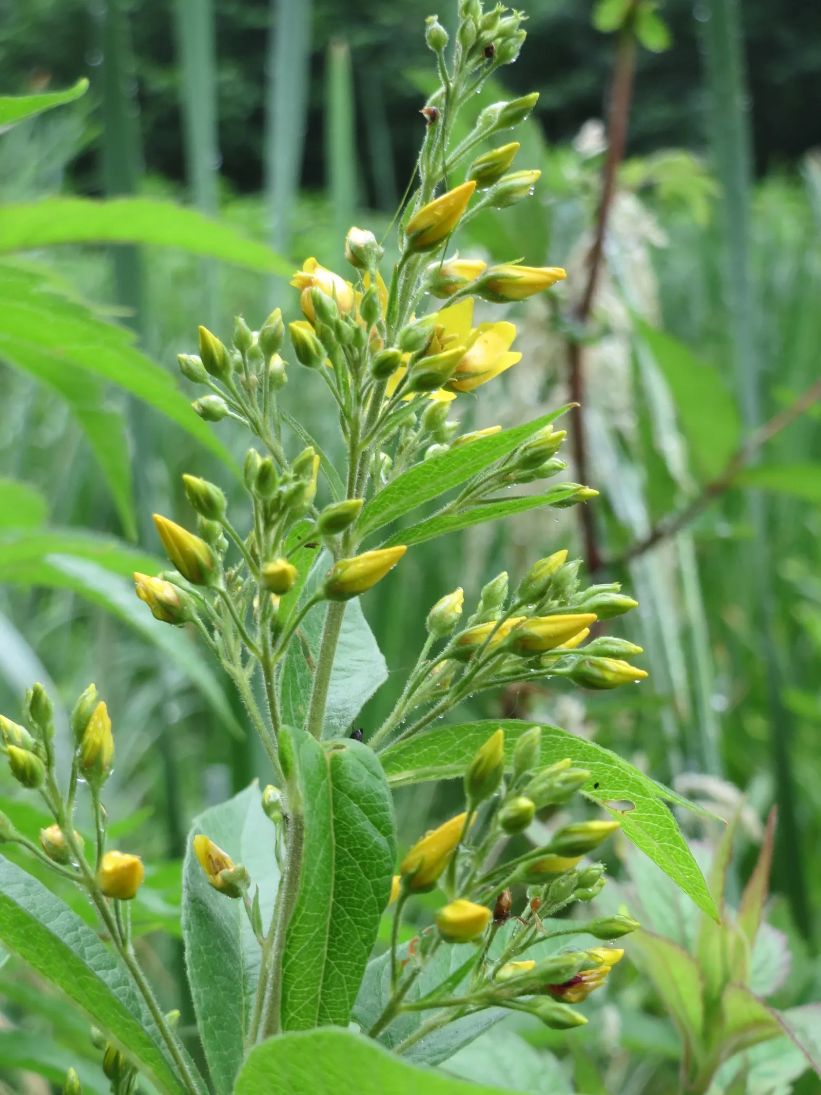 Yellow Loosestrife (Lysimachia Punctata) — It is hardy in USDA zones 4 through 8 and exhibits vigorous growth; and a bright pop of color that is, image 185