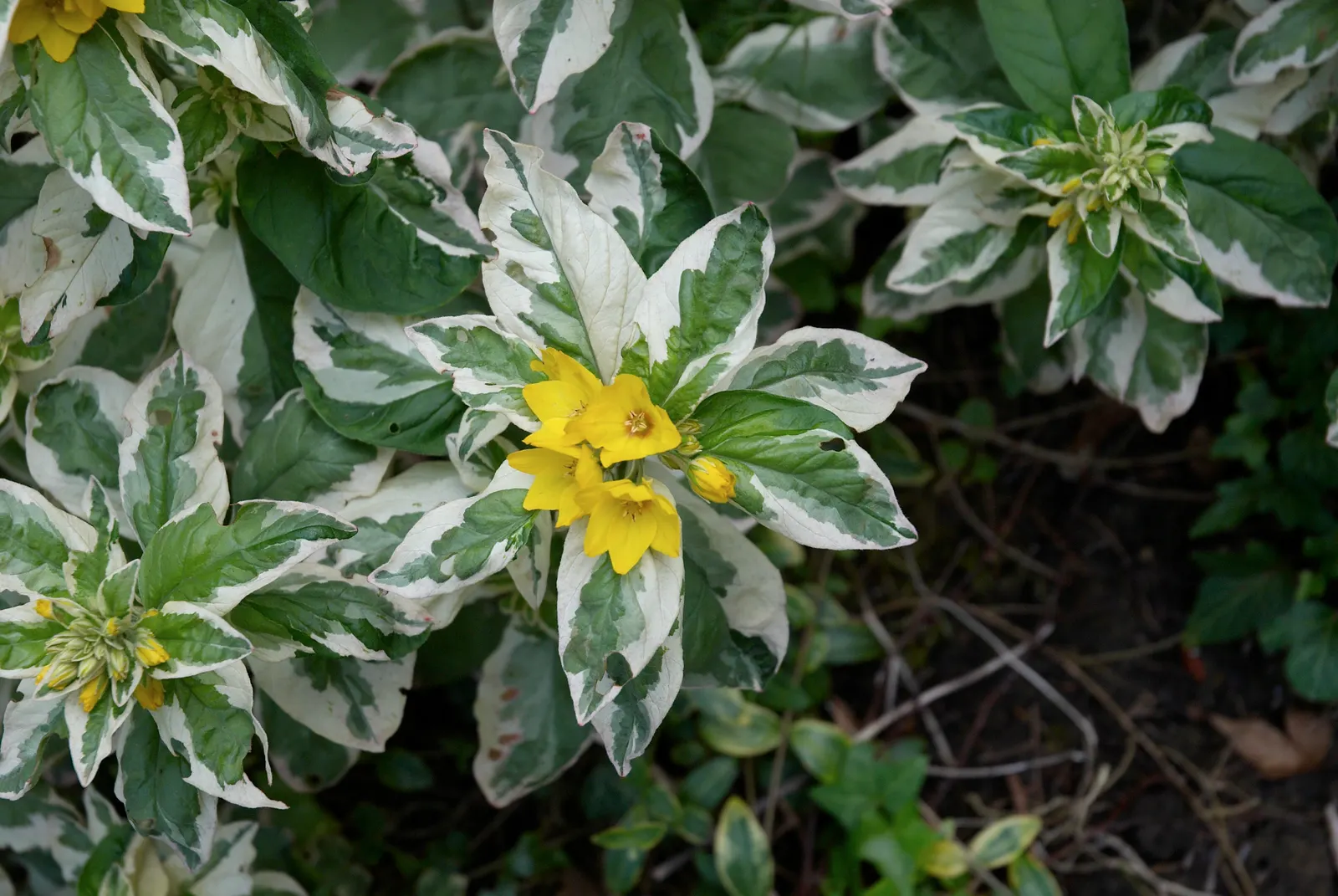 Yellow Loosestrife (Lysimachia Punctata) — each dotted with reddish-brown markings at the base; flowering from early to mid-summer, image 207